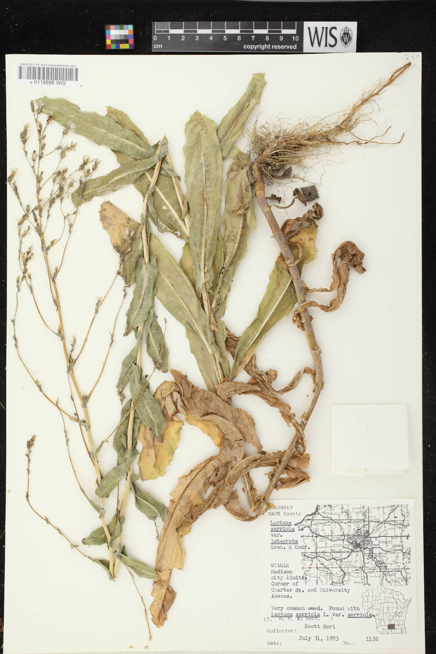Lactuca serriola image