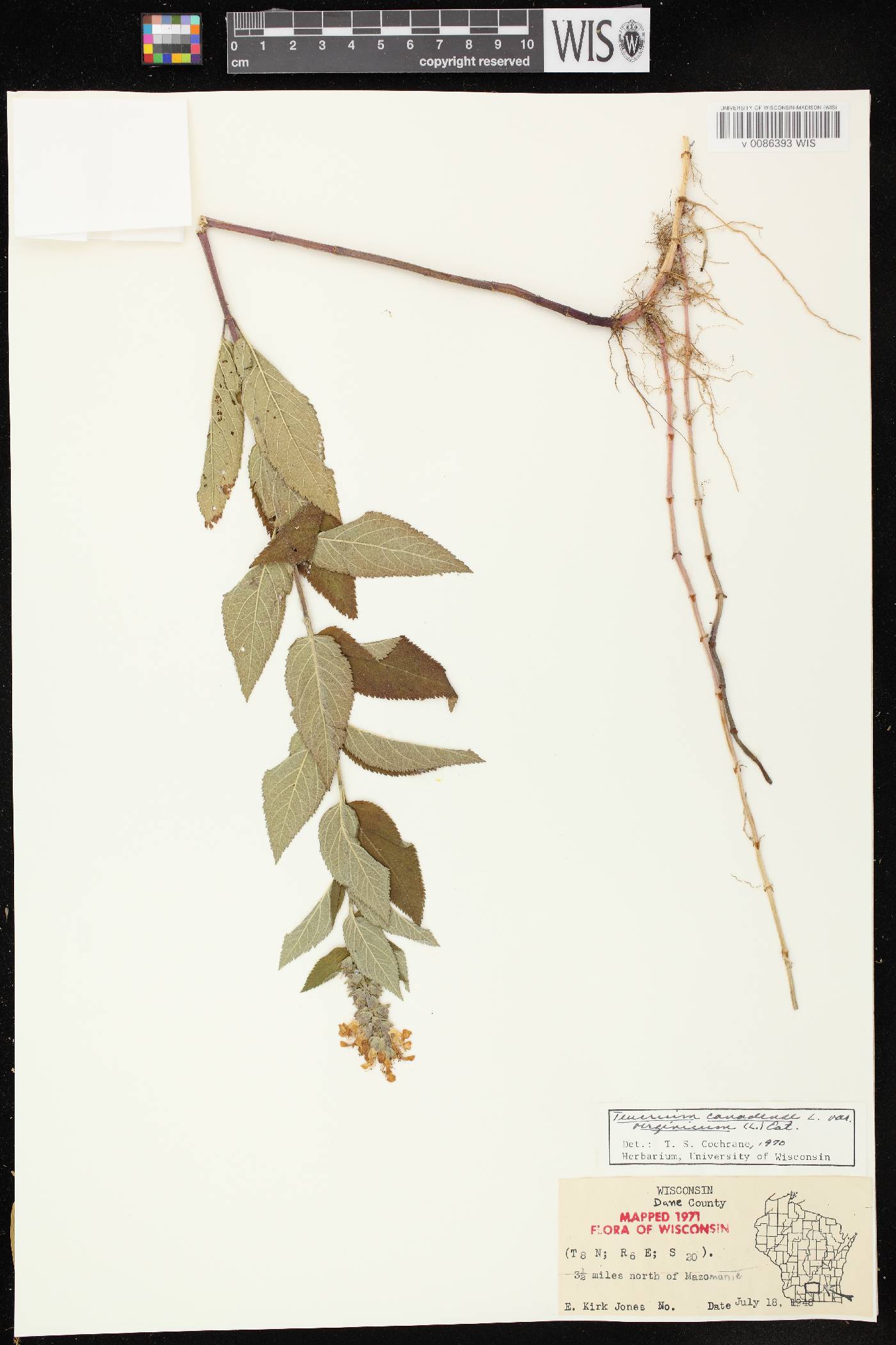 Teucrium canadense var. virginicum image