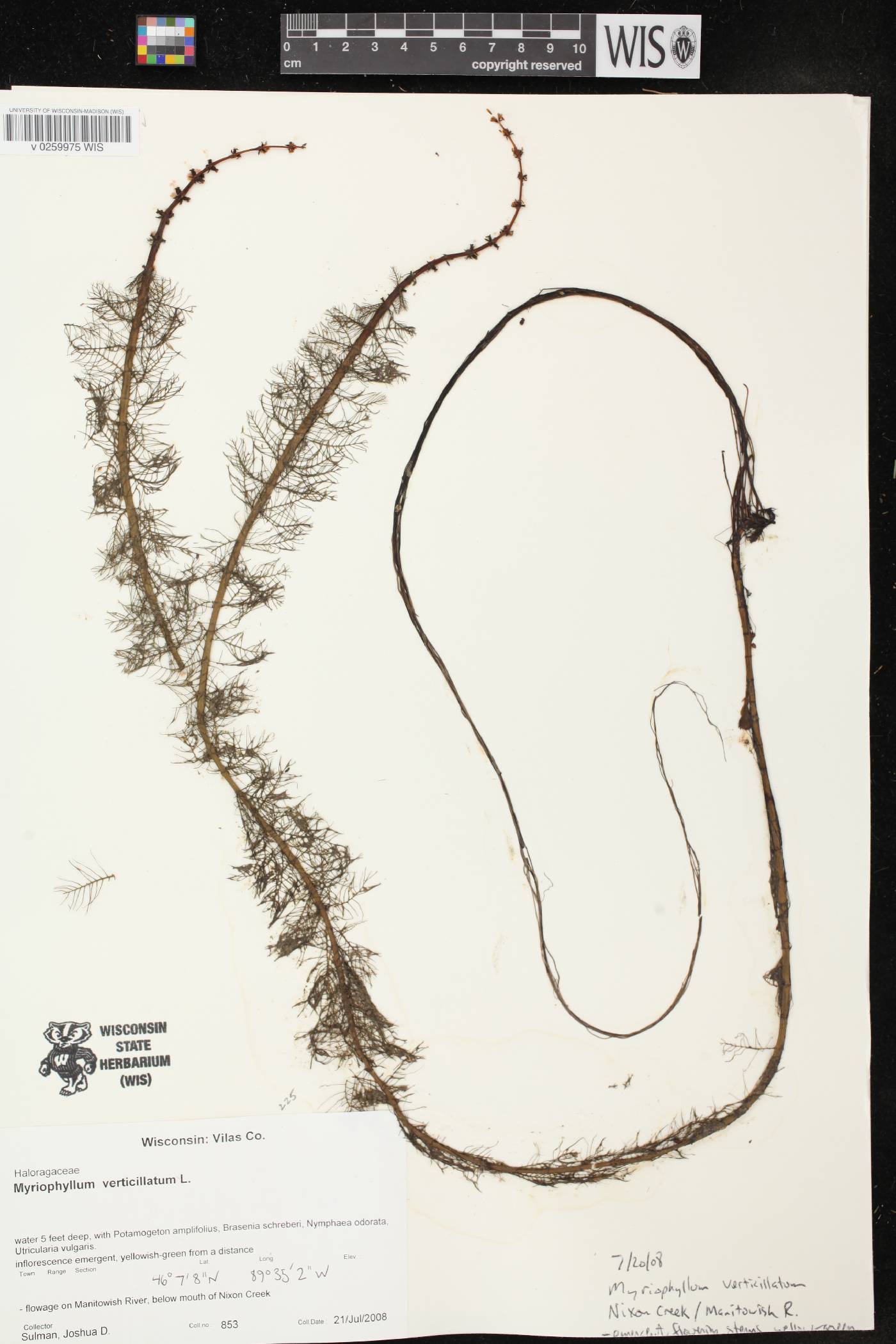 Myriophyllum verticillatum image
