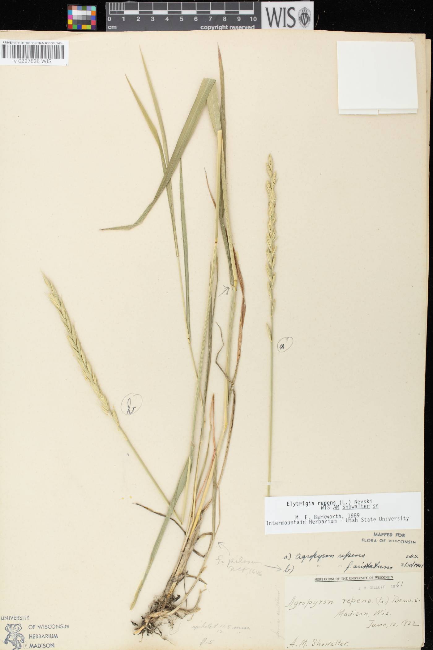 Elymus repens image