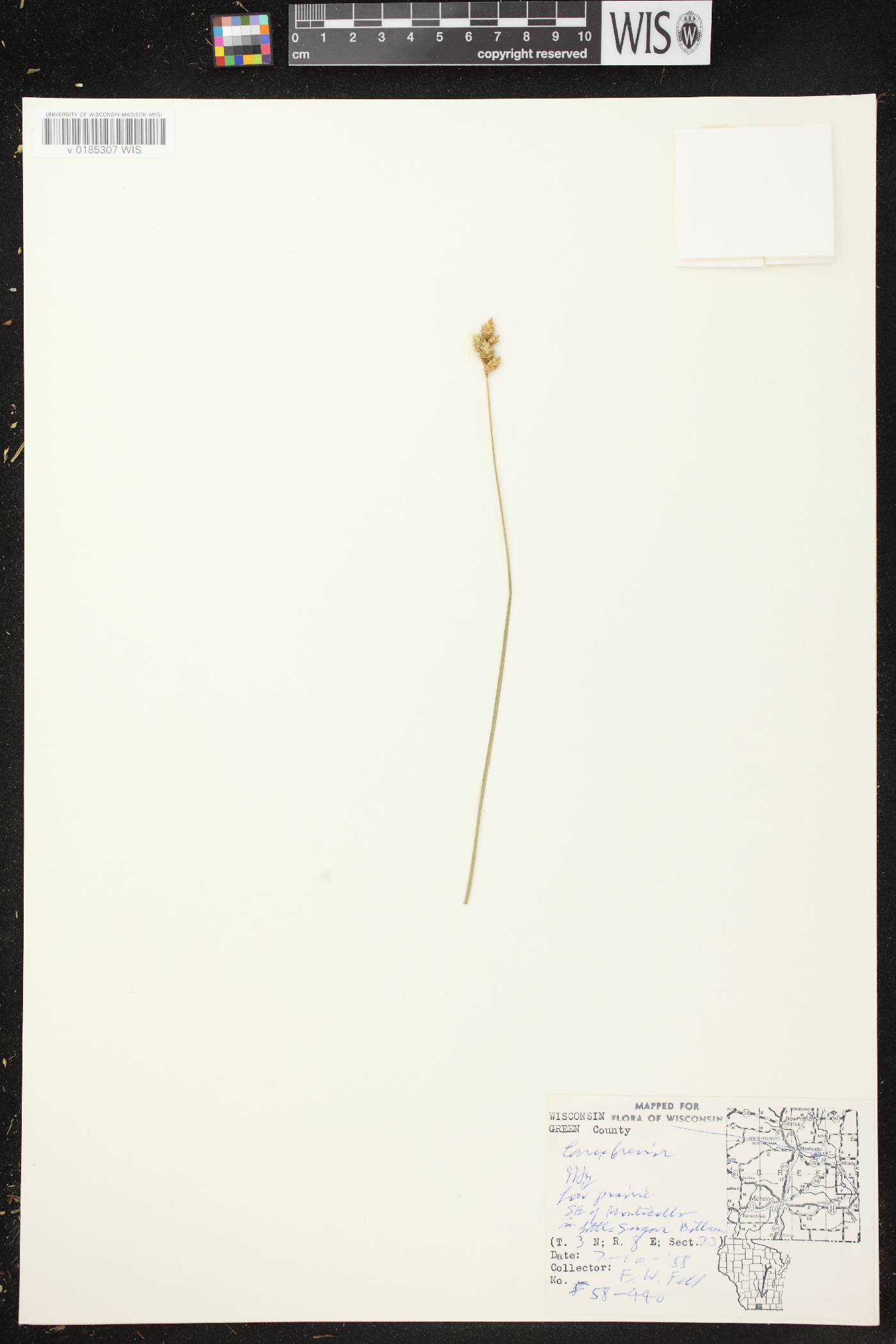 Carex brevior image