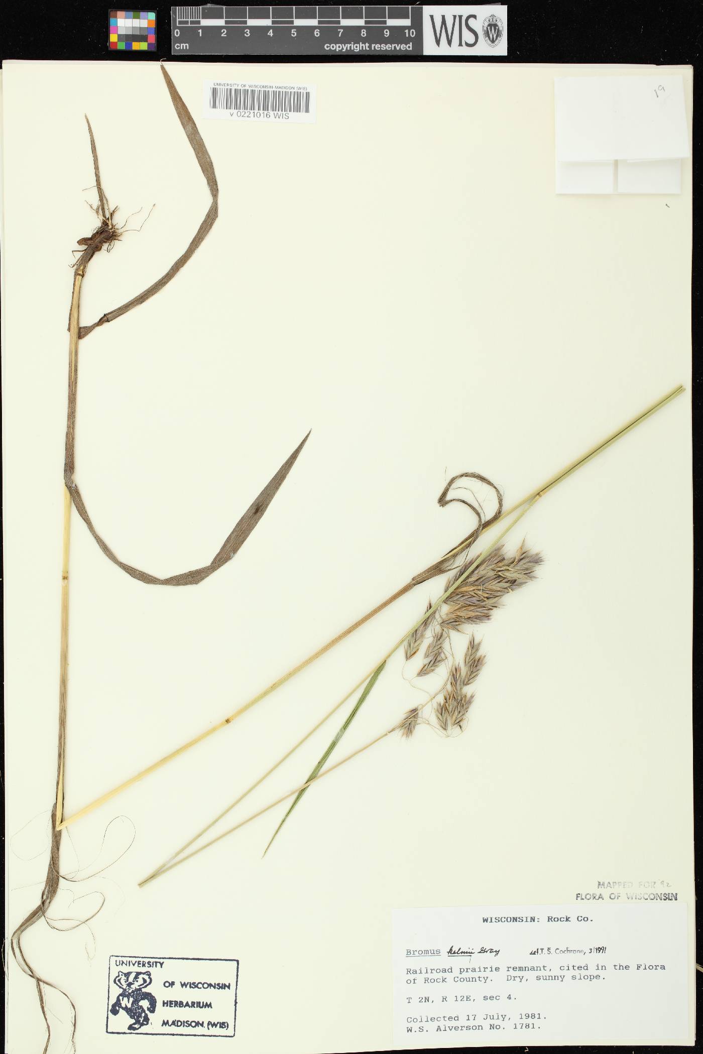 Bromus kalmii image