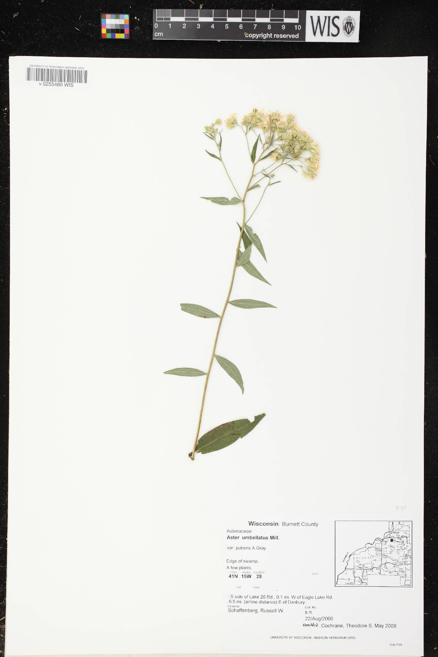 Doellingeria umbellata var. pubens image
