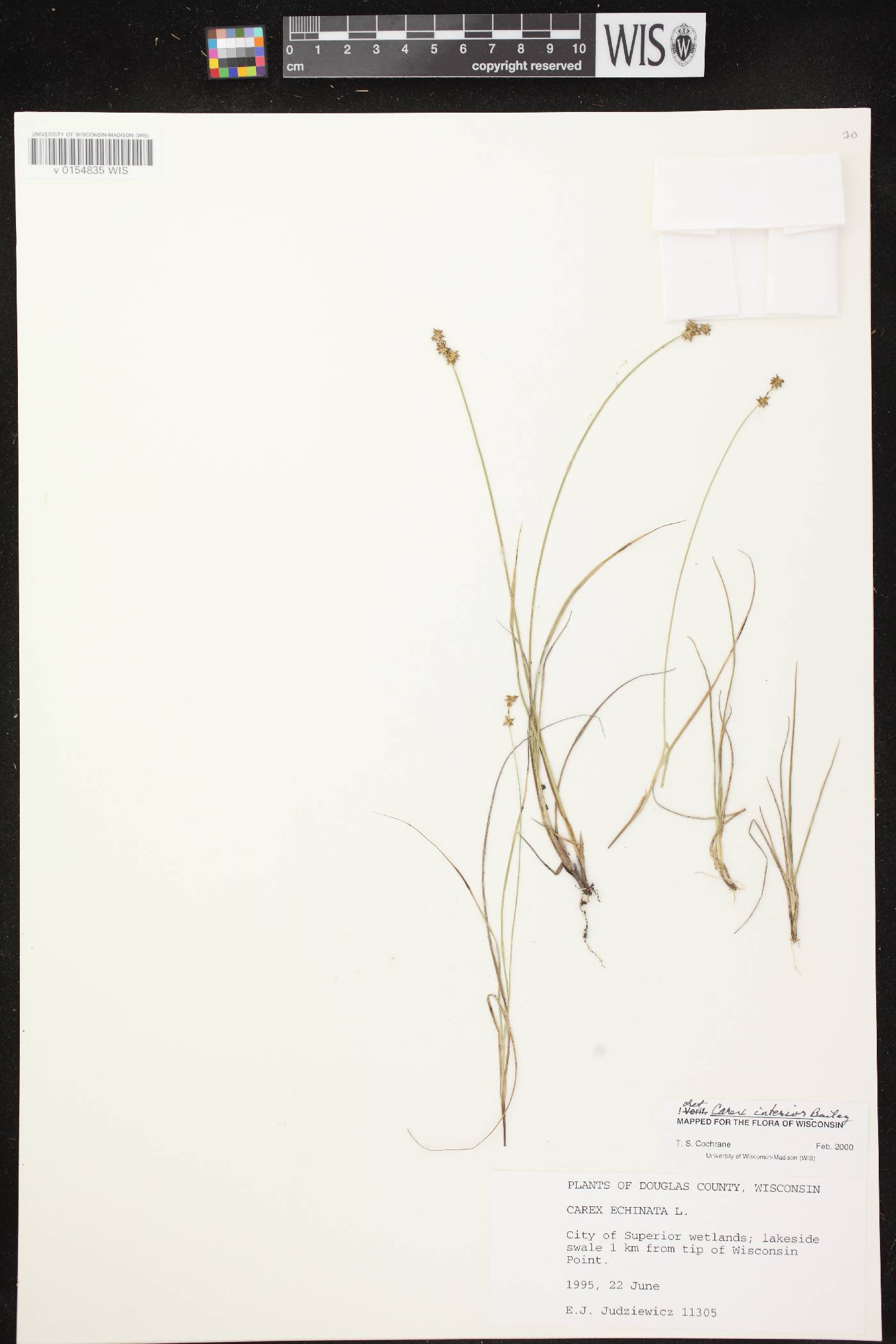 Carex interior image