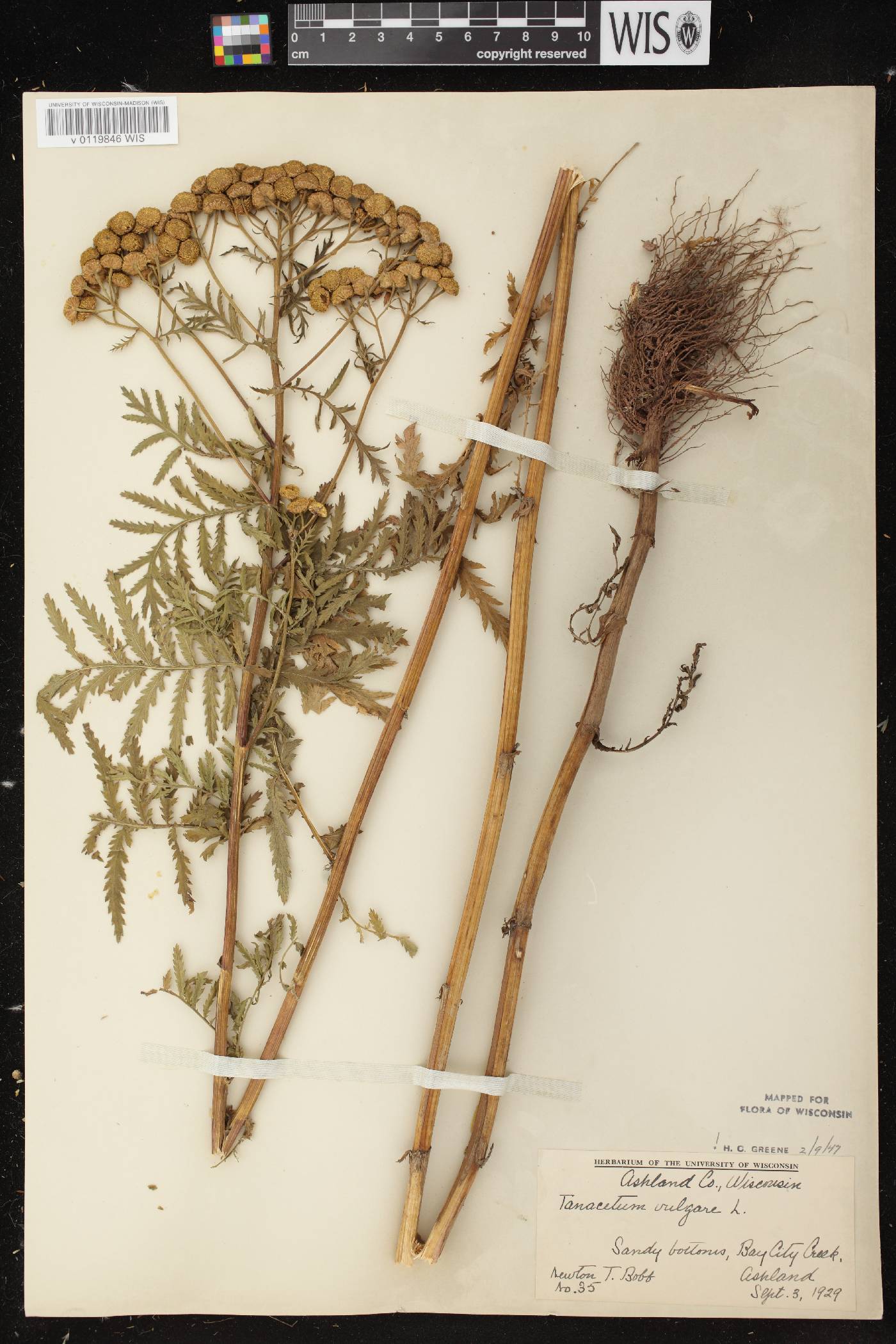Tanacetum vulgare image