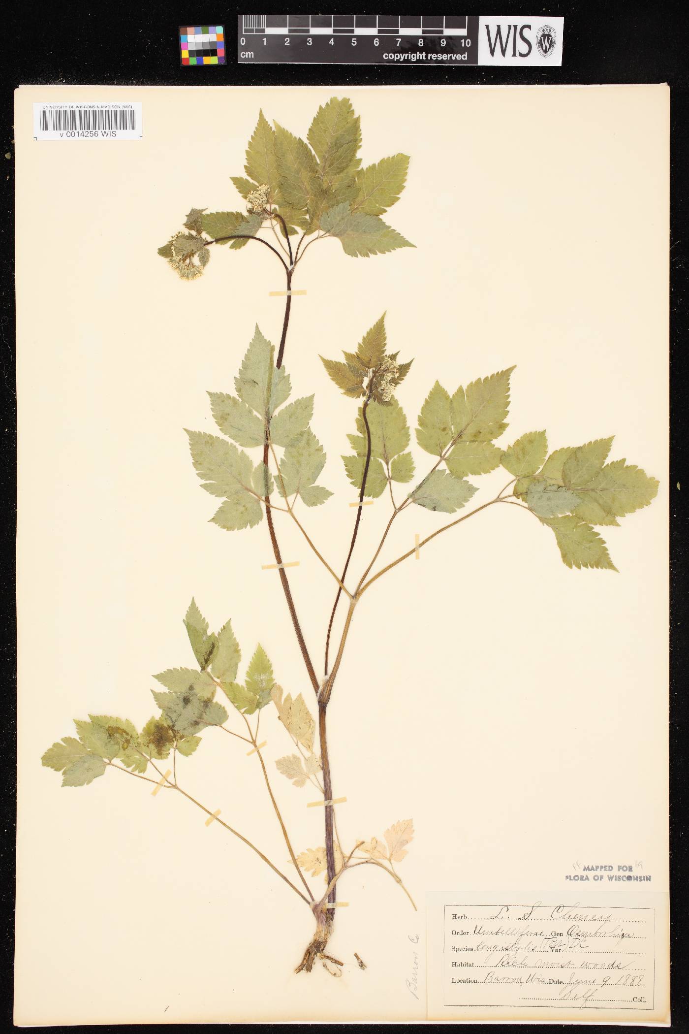 Osmorhiza longistylis image