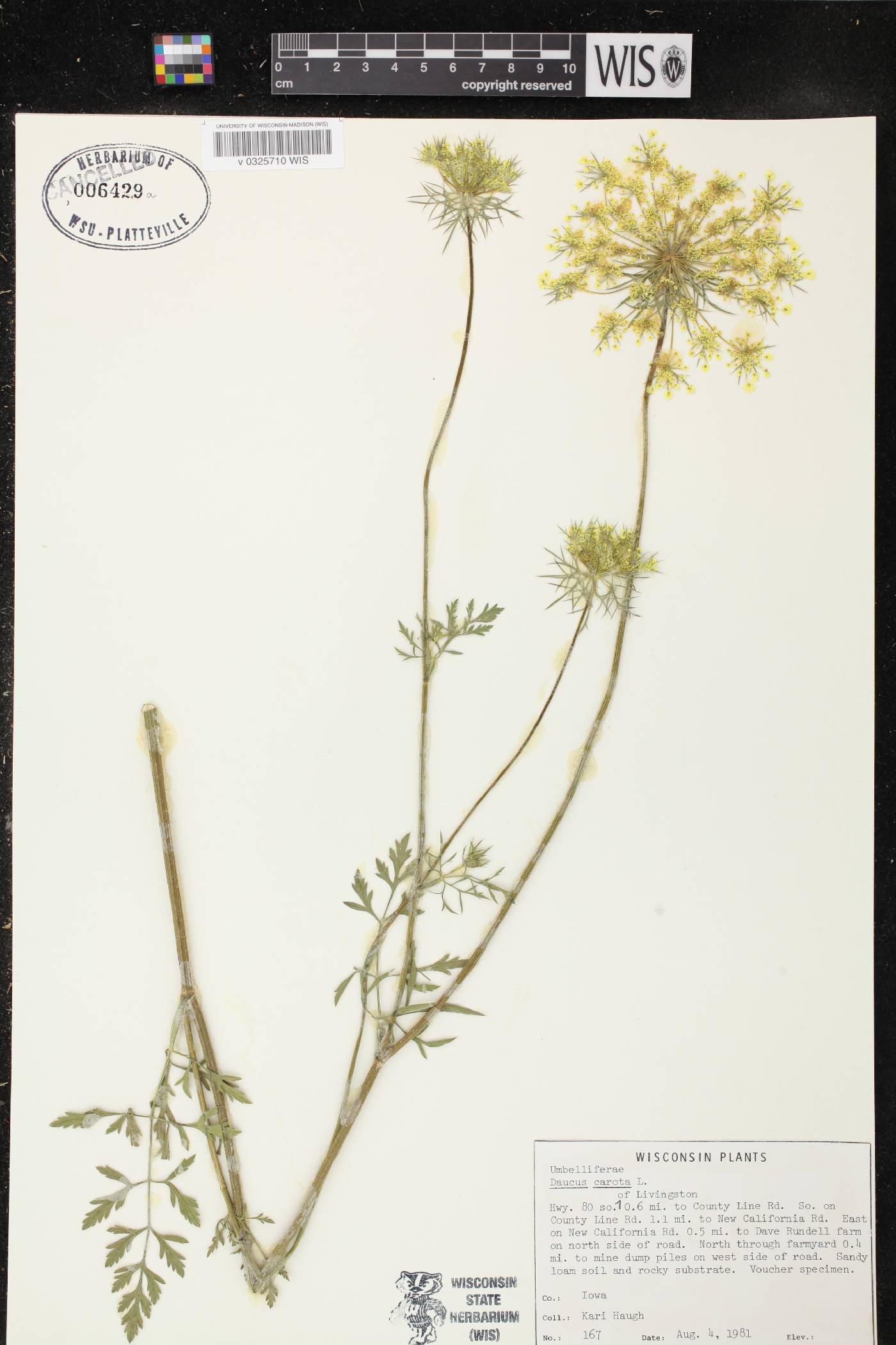Daucus carota image