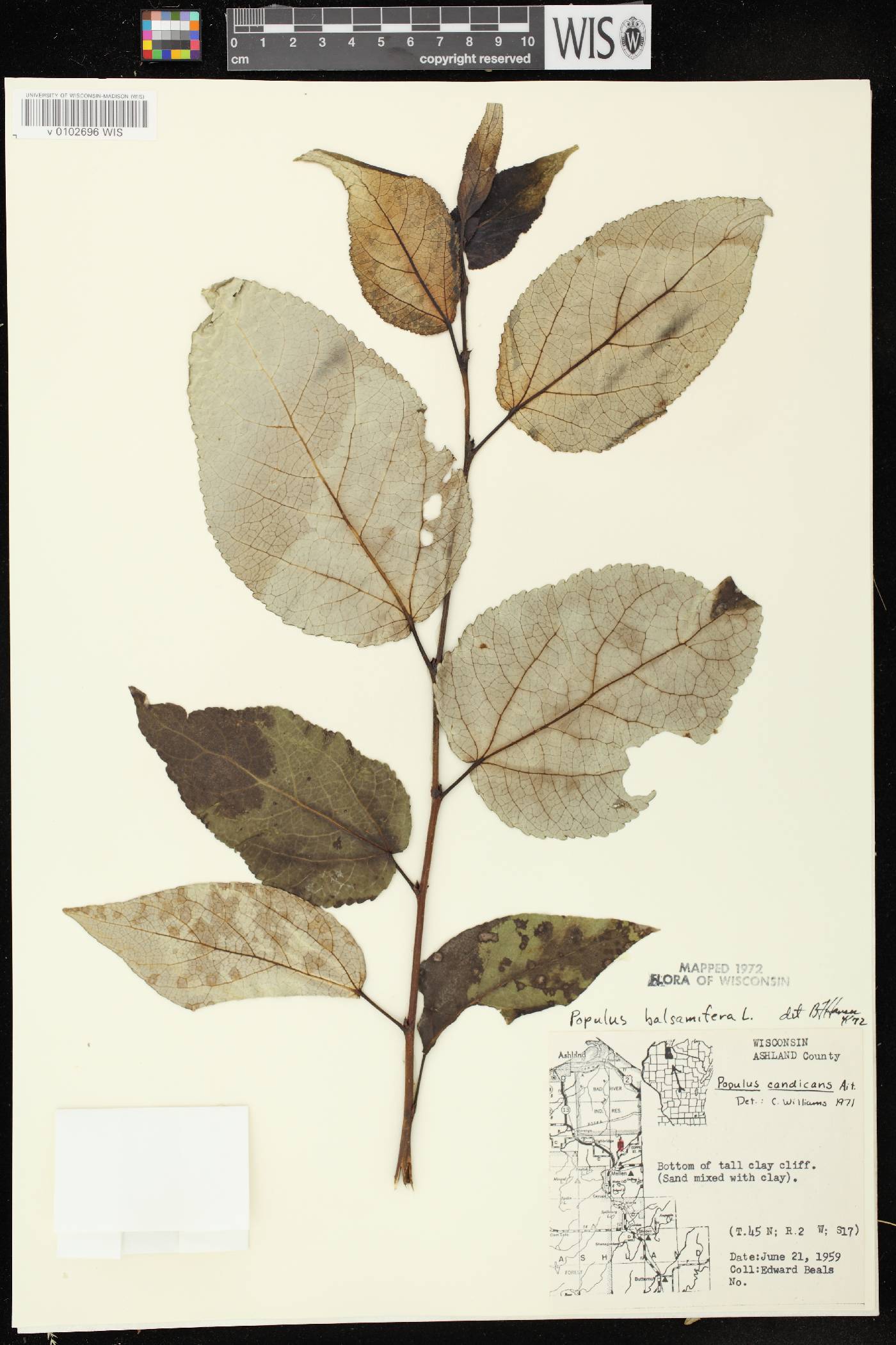 Populus balsamifera image