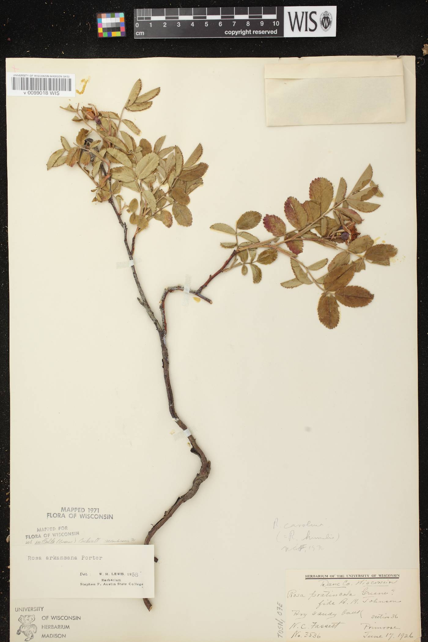 Rosa arkansana image