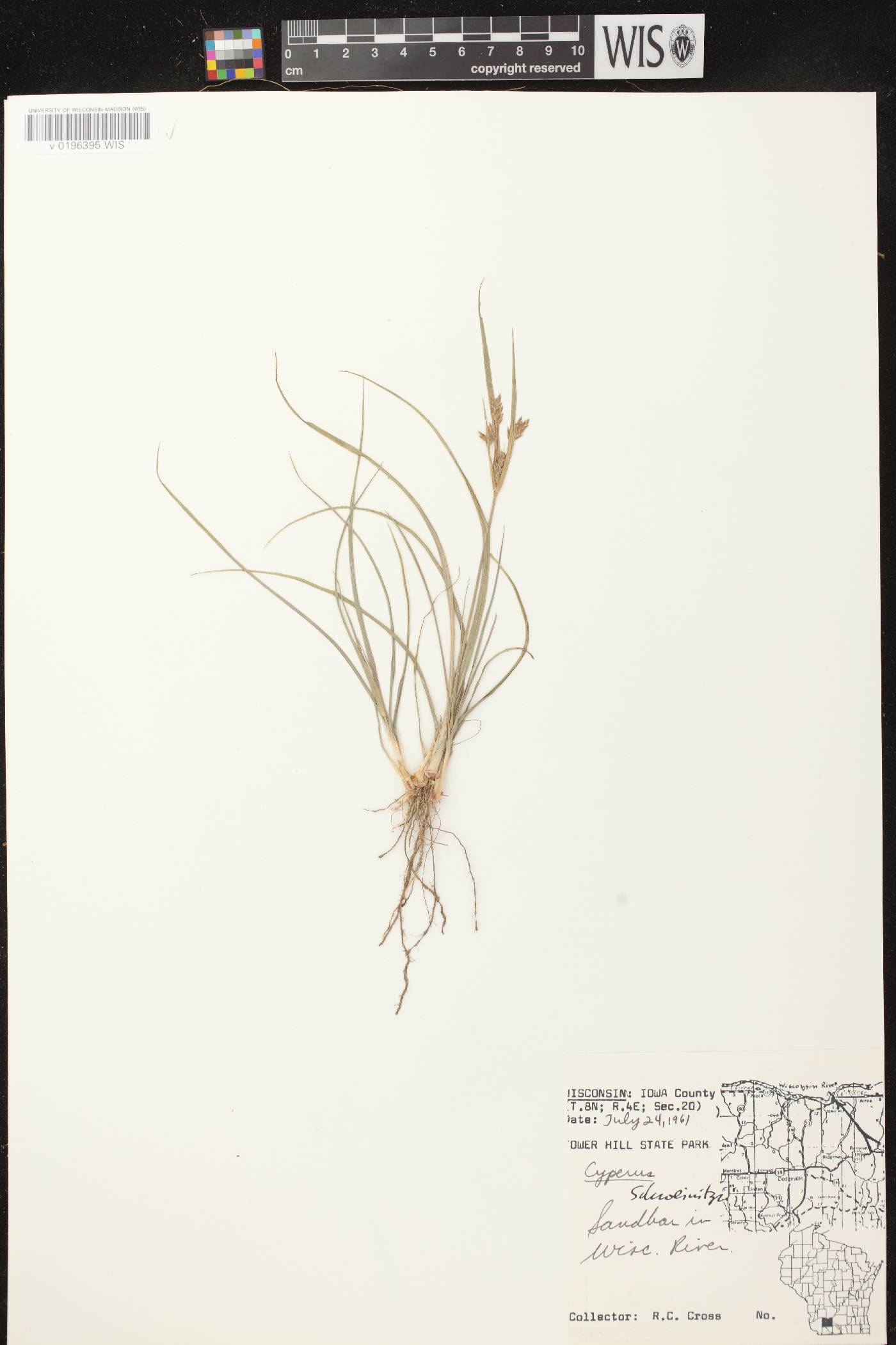 Cyperus schweinitzii image