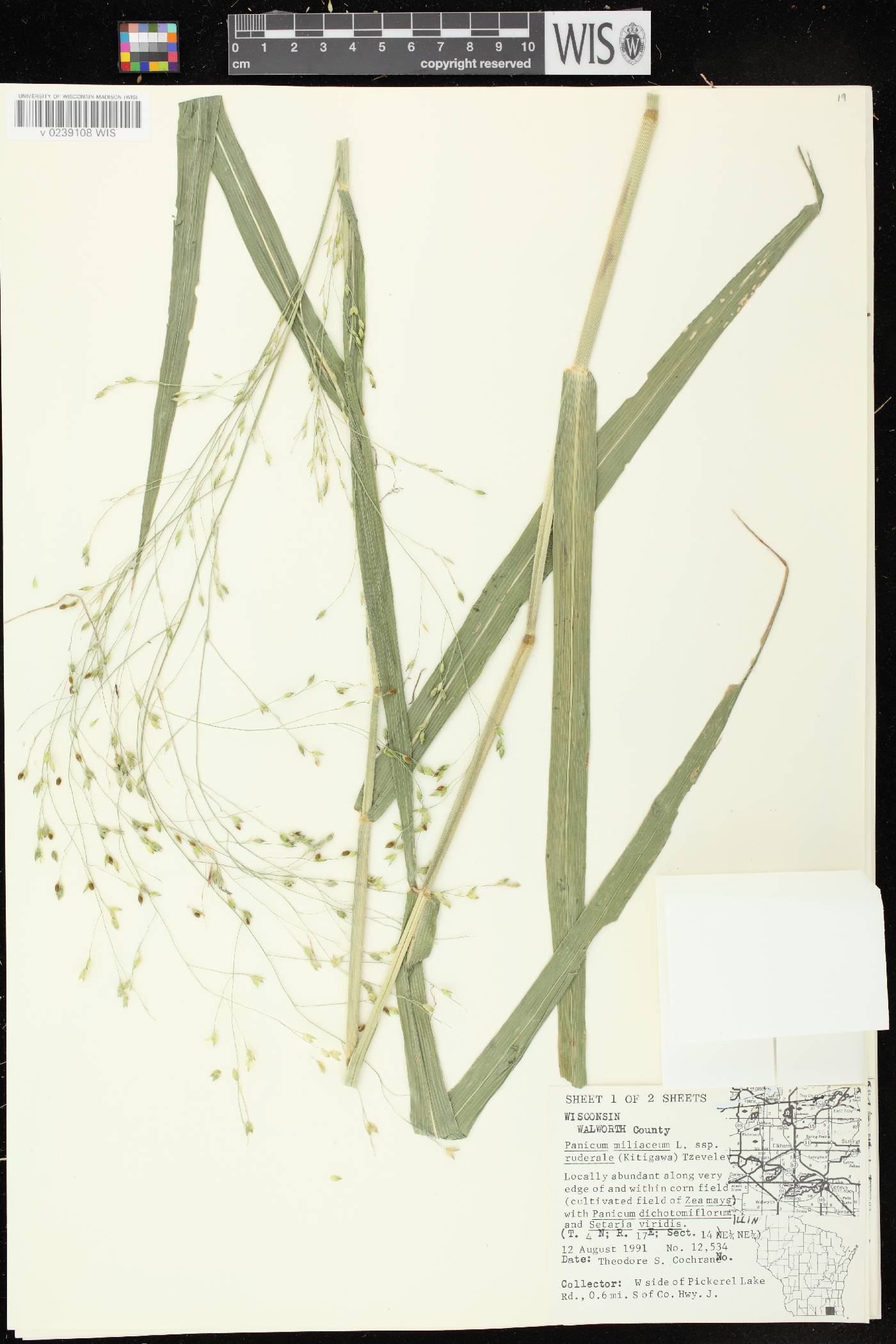Panicum miliaceum subsp. ruderale image