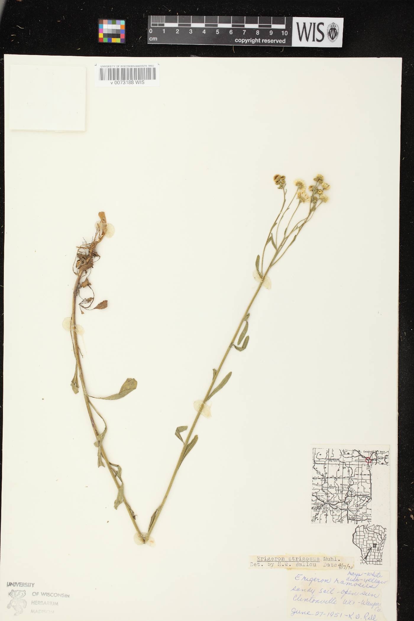 Erigeron strigosus image