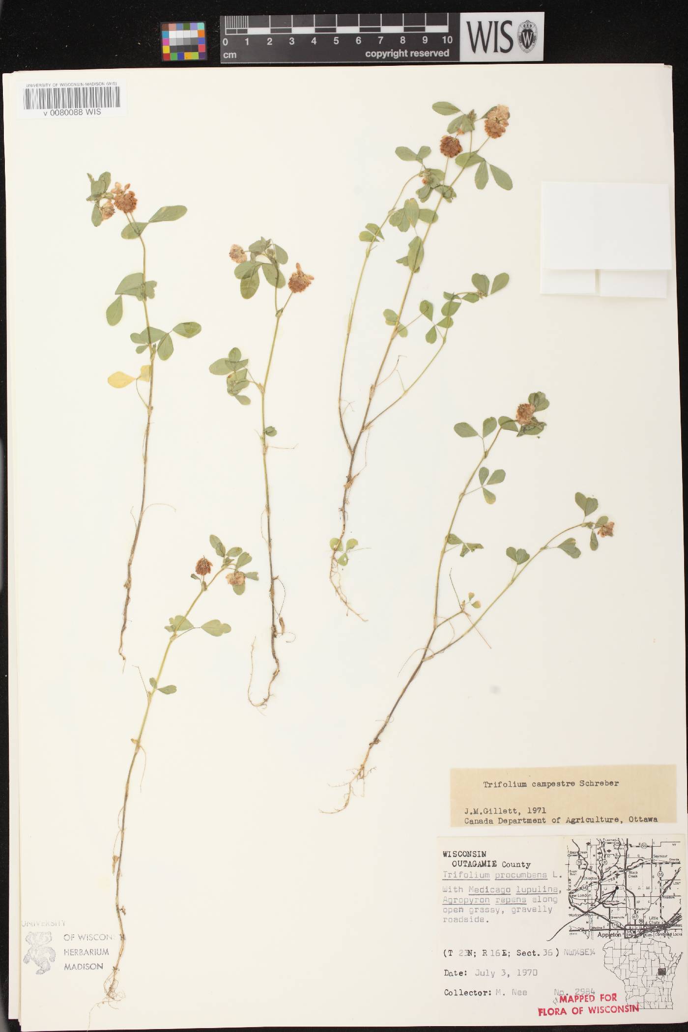 Trifolium campestre image