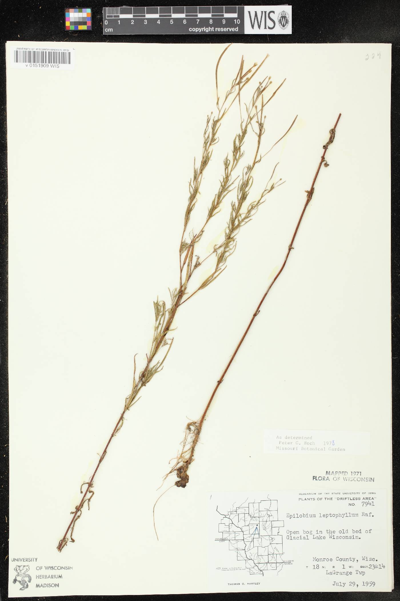 Epilobium leptophyllum image