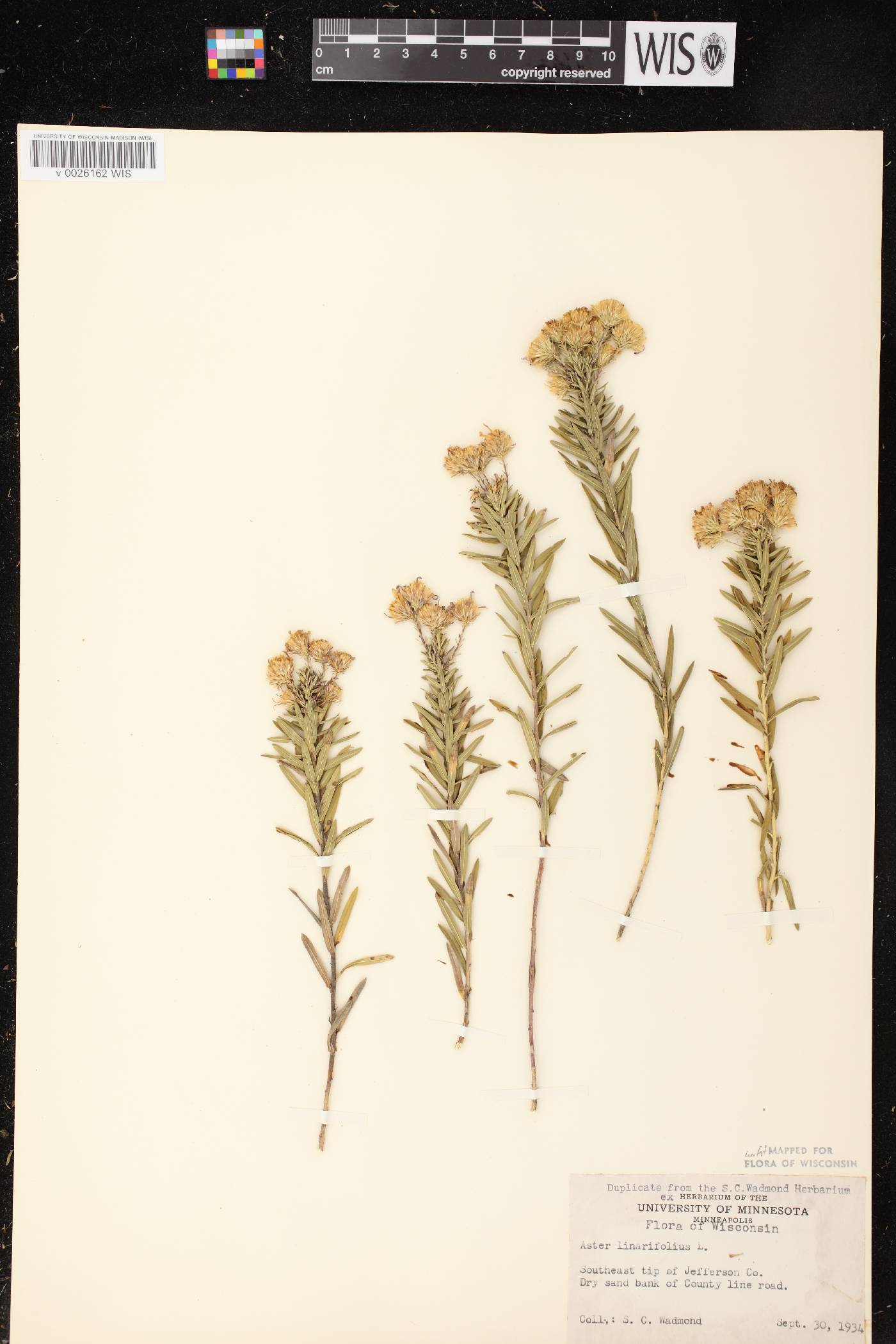 Ionactis linariifolia image