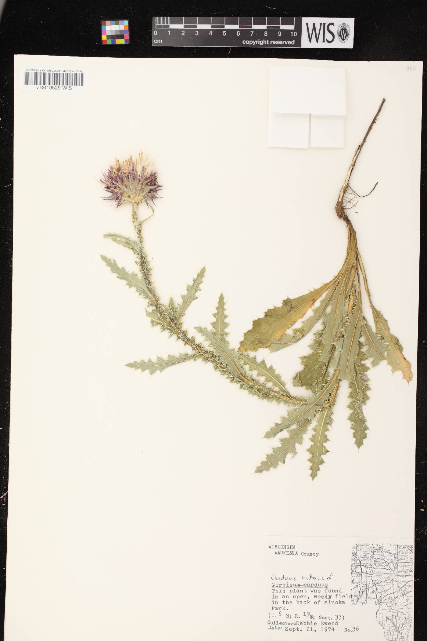 Carduus nutans image