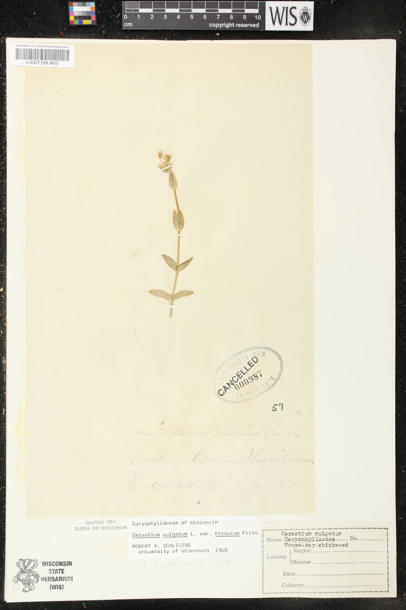 Cerastium fontanum image