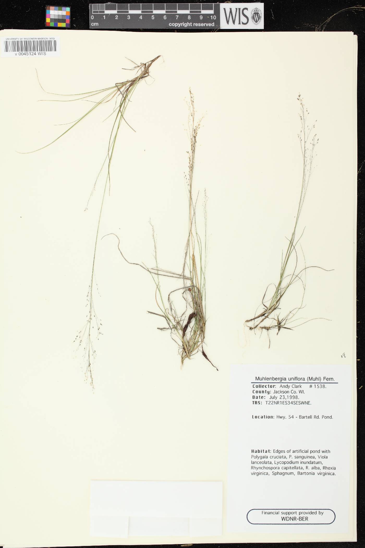 Muhlenbergia uniflora image