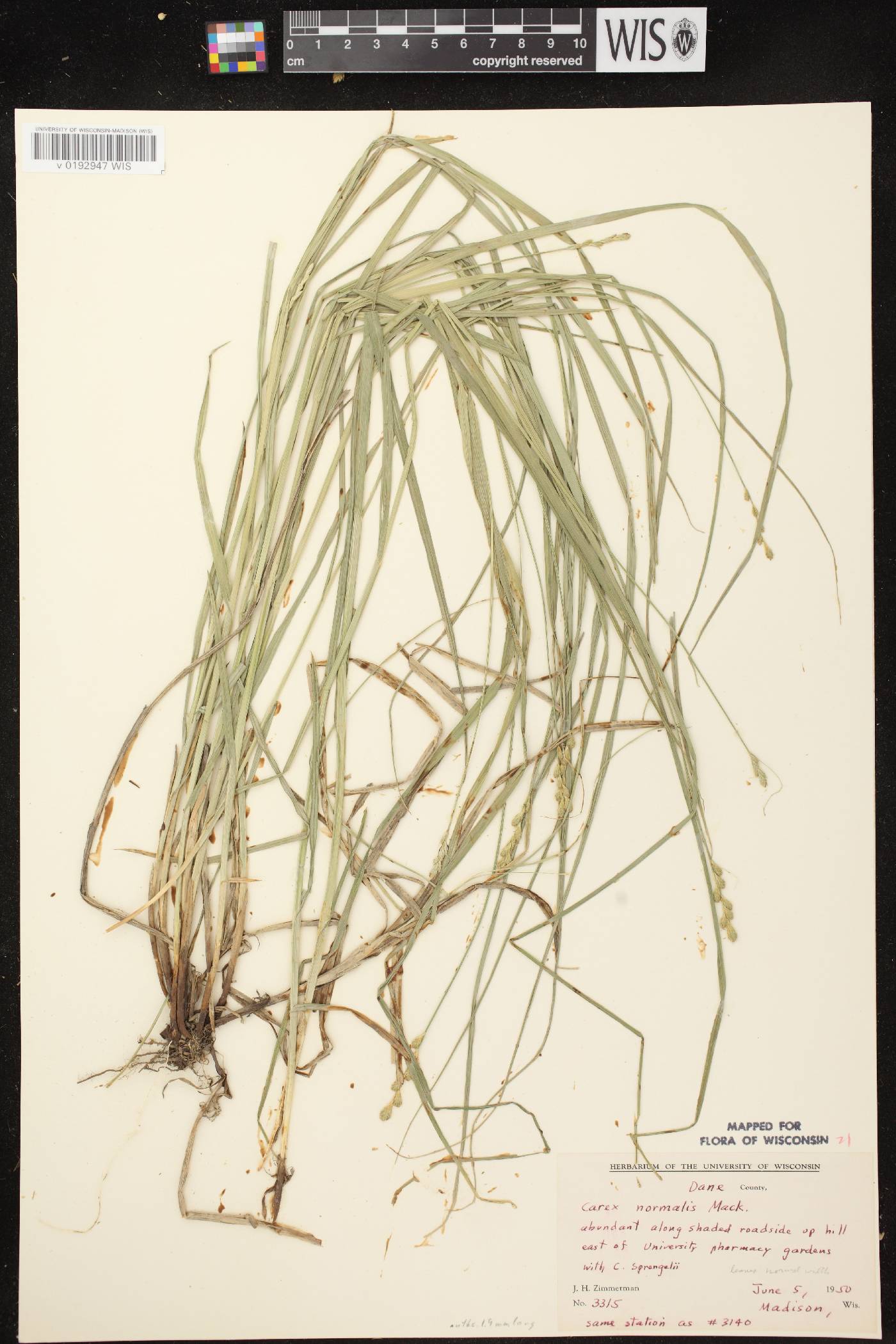Carex normalis image
