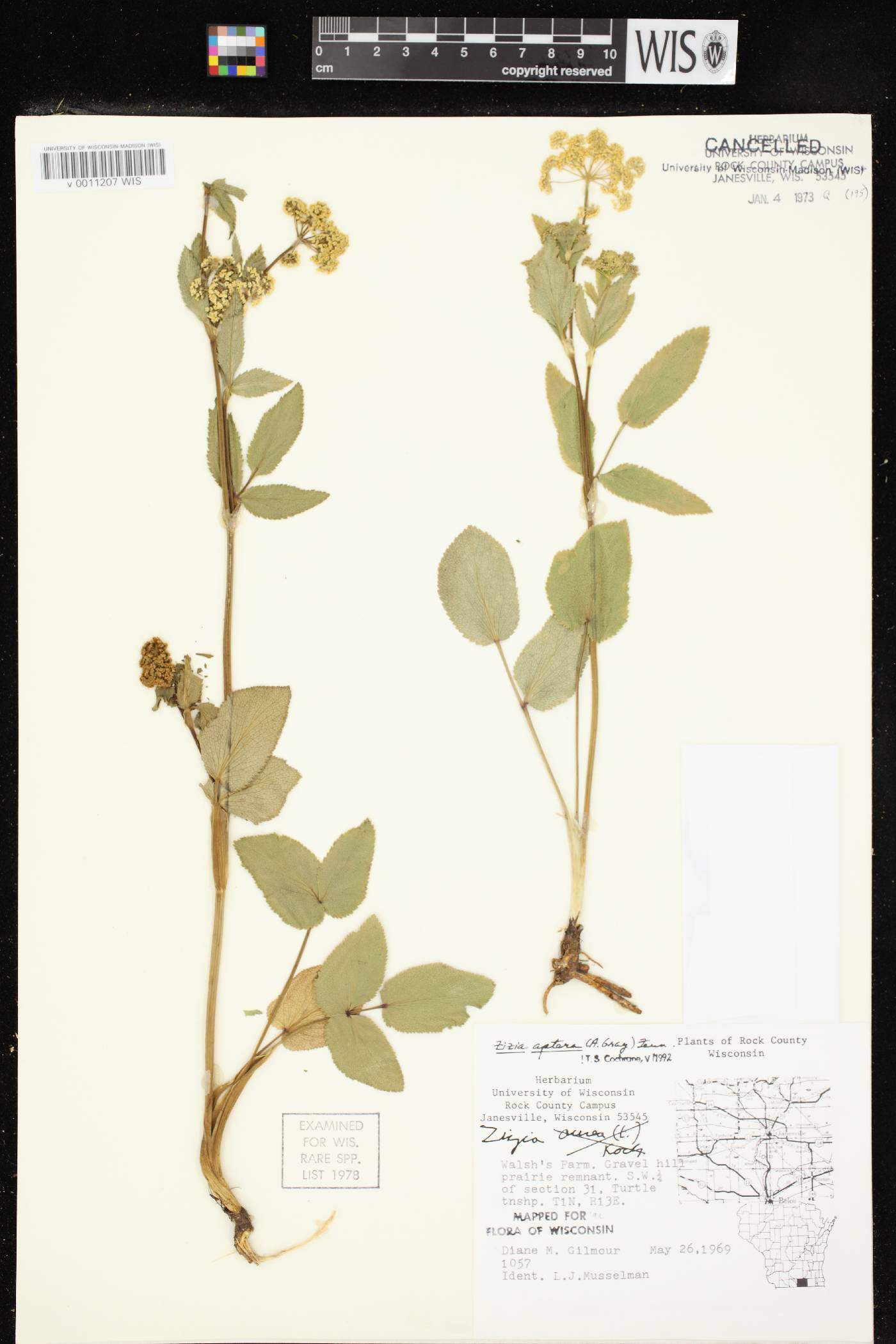 Zizia aptera image