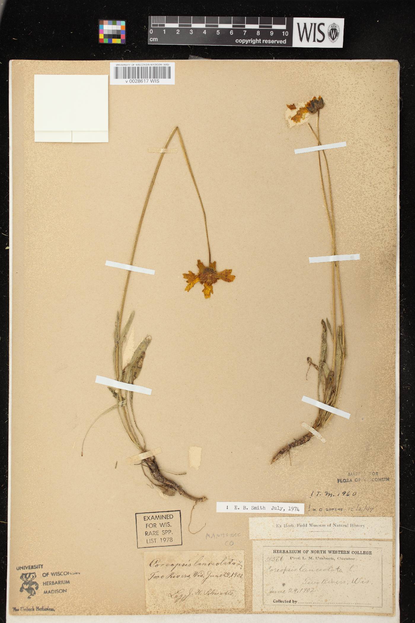Coreopsis lanceolata image
