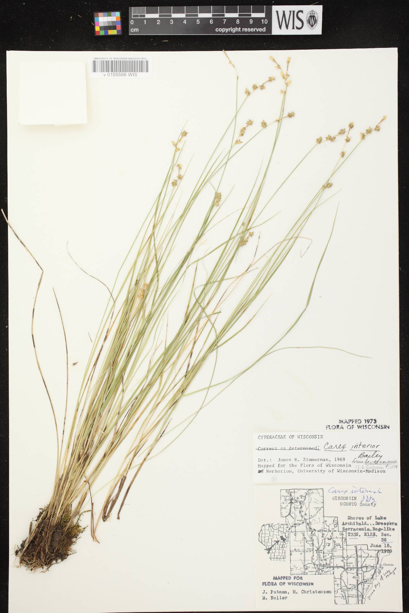 Carex interior image