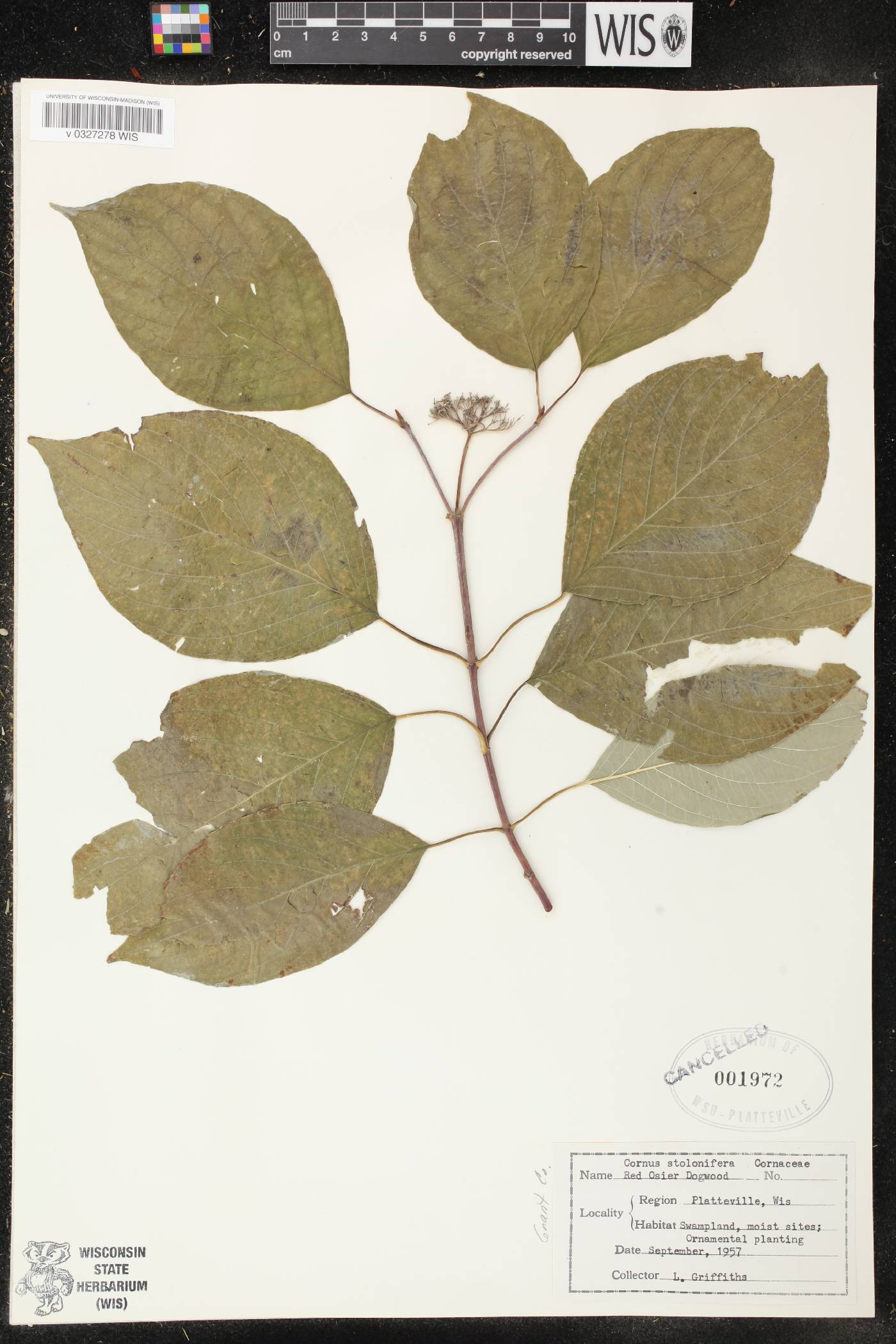 Cornus sericea image