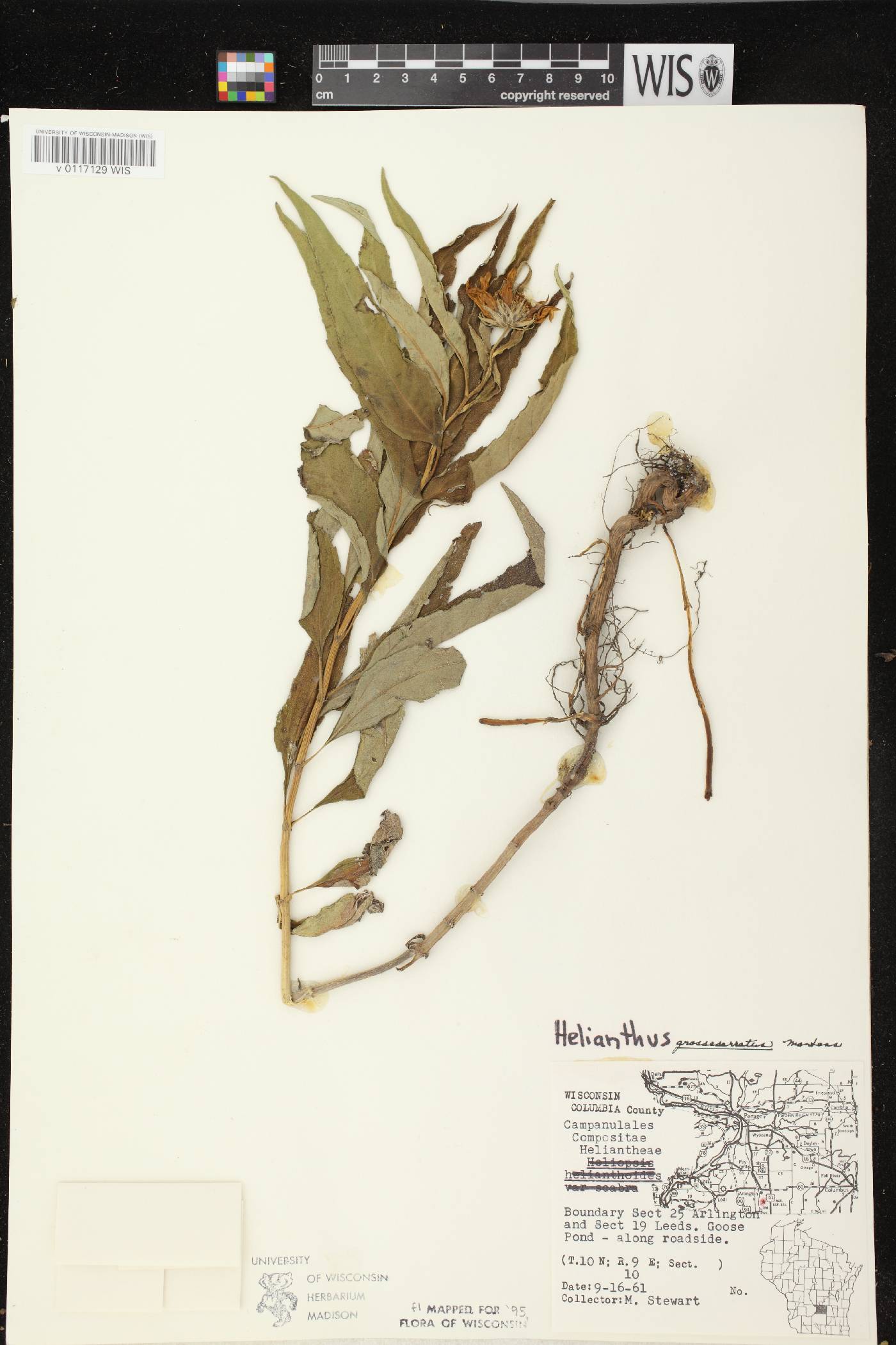 Helianthus grosseserratus image