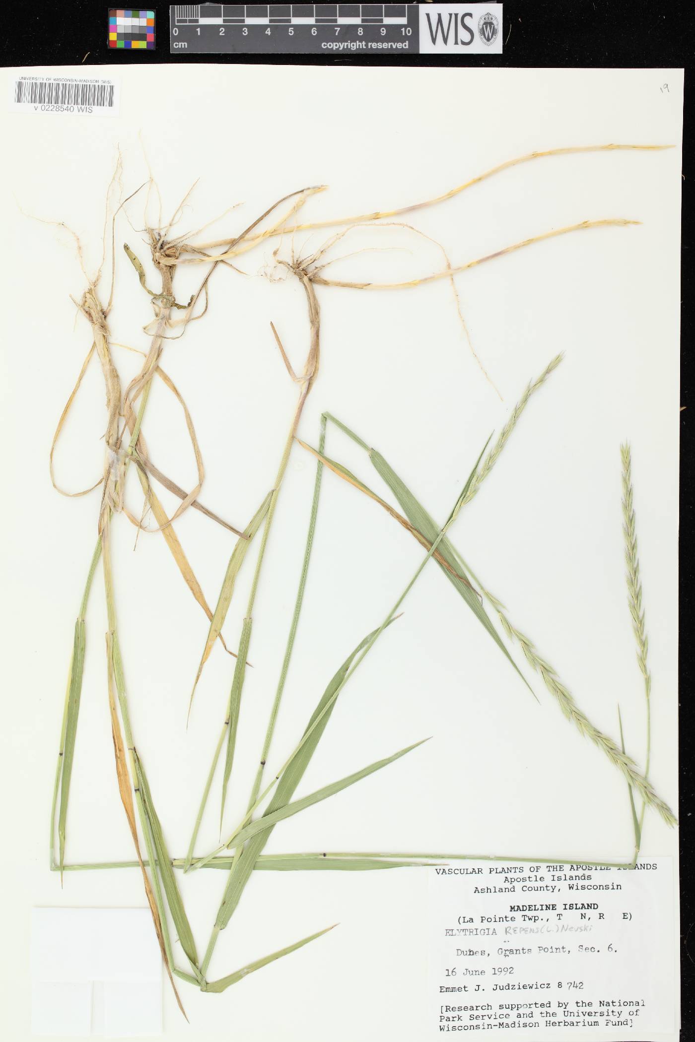 Elymus repens image