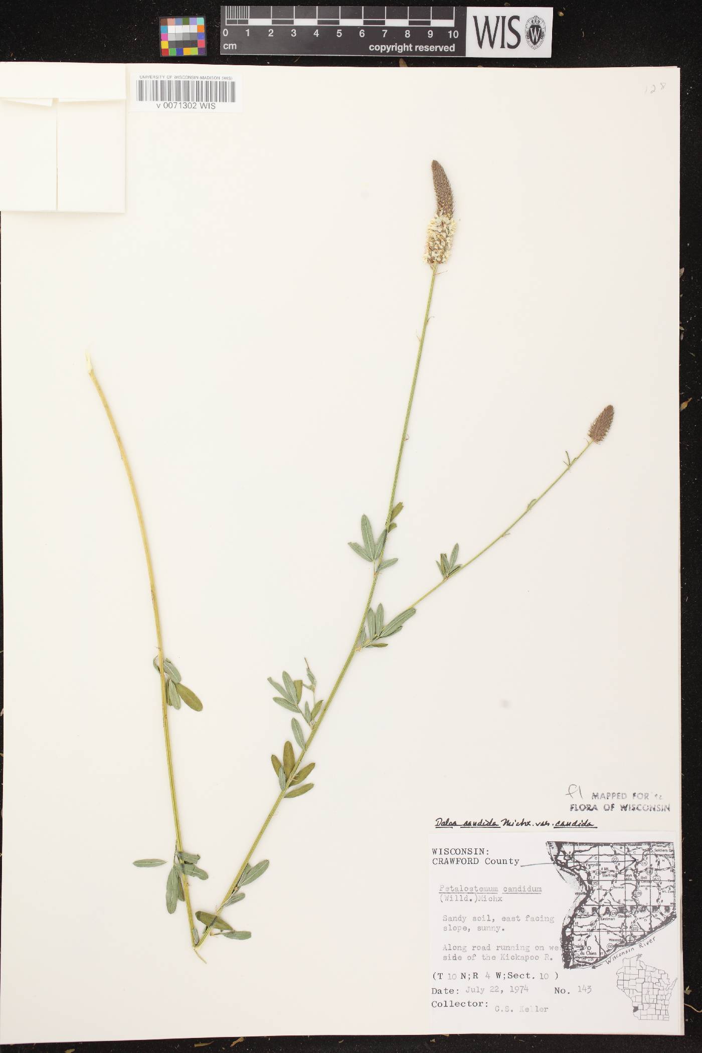 Dalea candida image