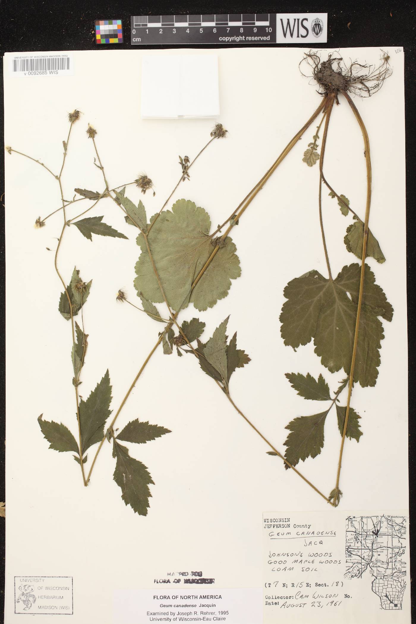 Geum canadense image