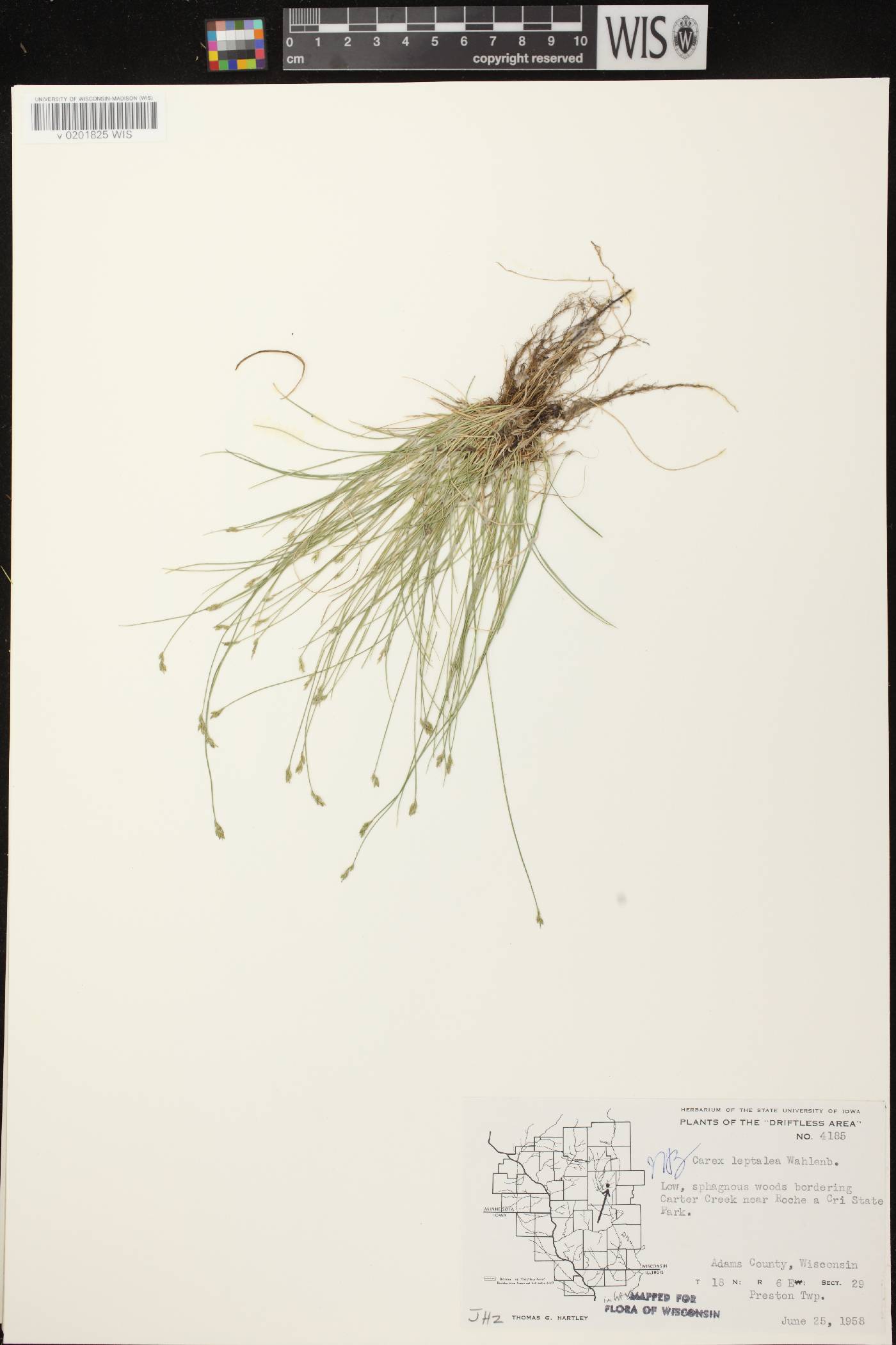 Carex leptalea subsp. leptalea image