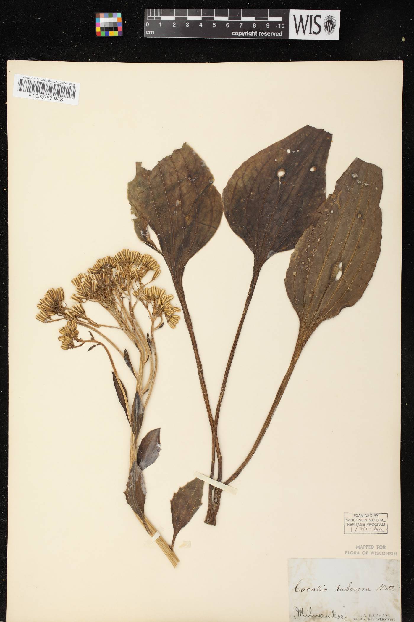Arnoglossum plantagineum image