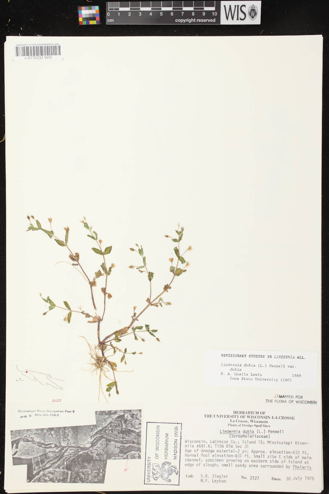 Lindernia dubia image
