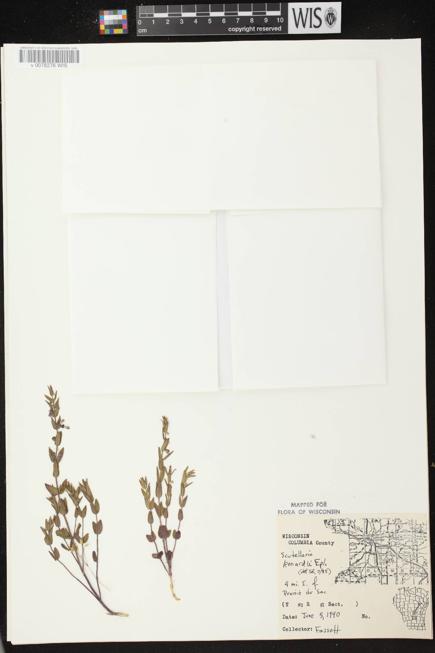 Scutellaria parvula var. missouriensis image