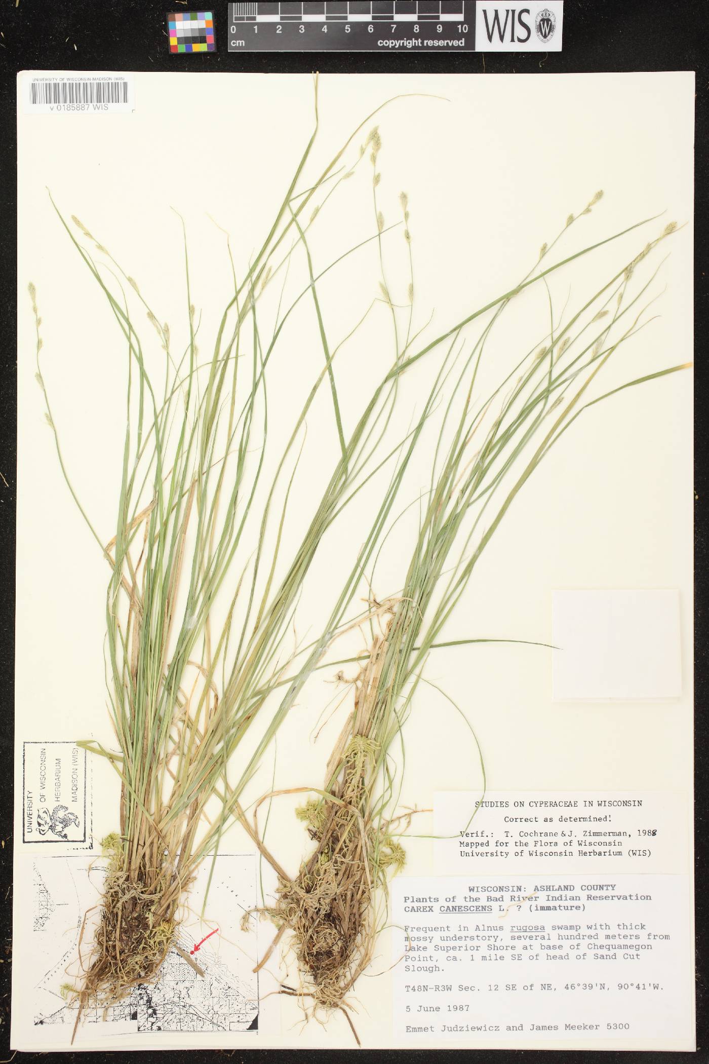 Carex canescens image
