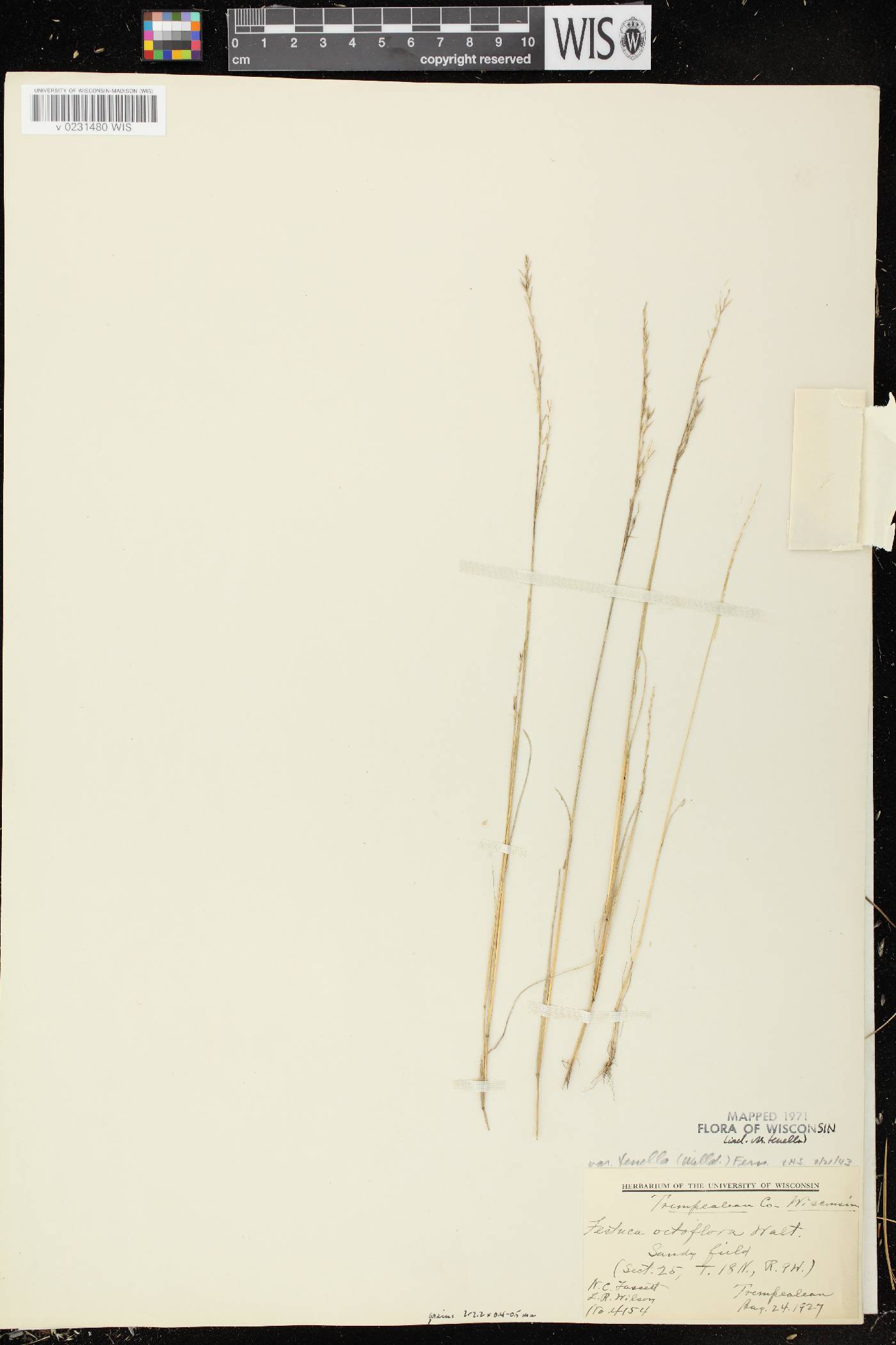 Festuca octoflora image