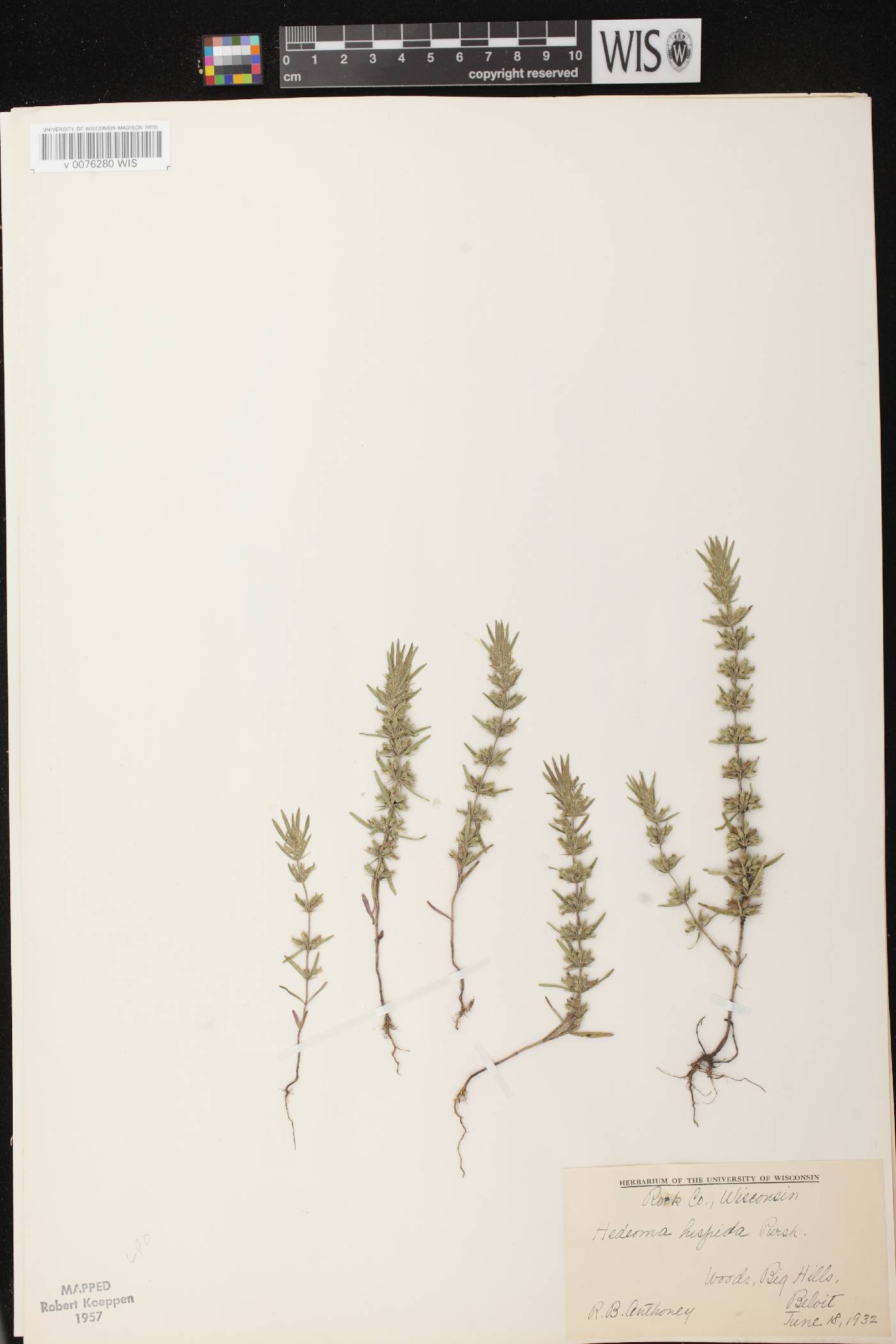 Hedeoma hispida image