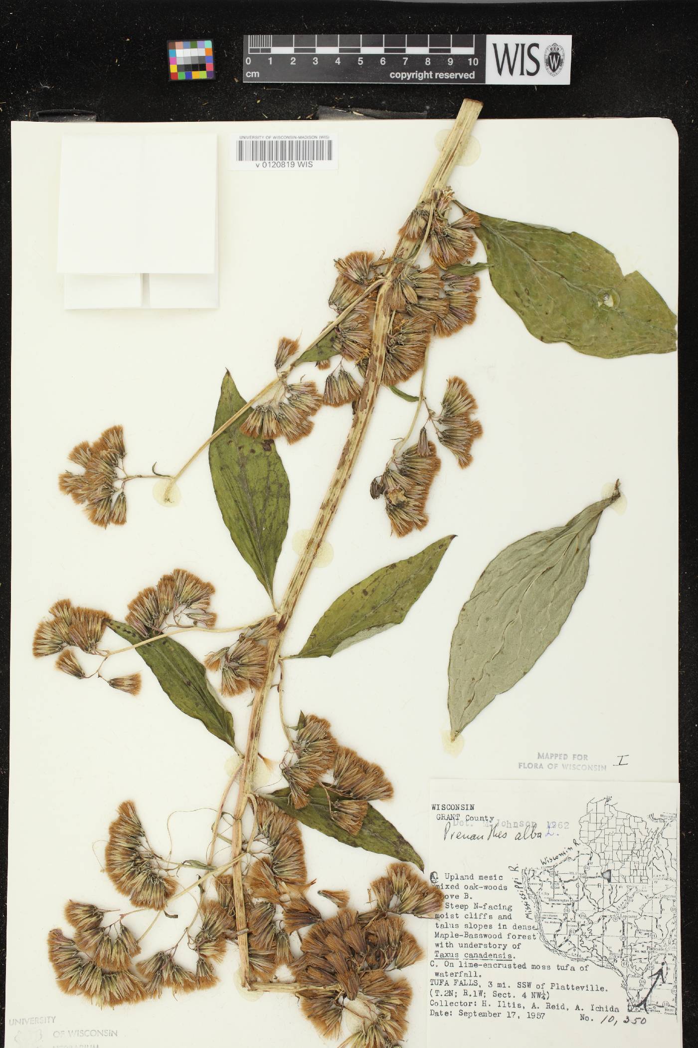 Prenanthes alba image