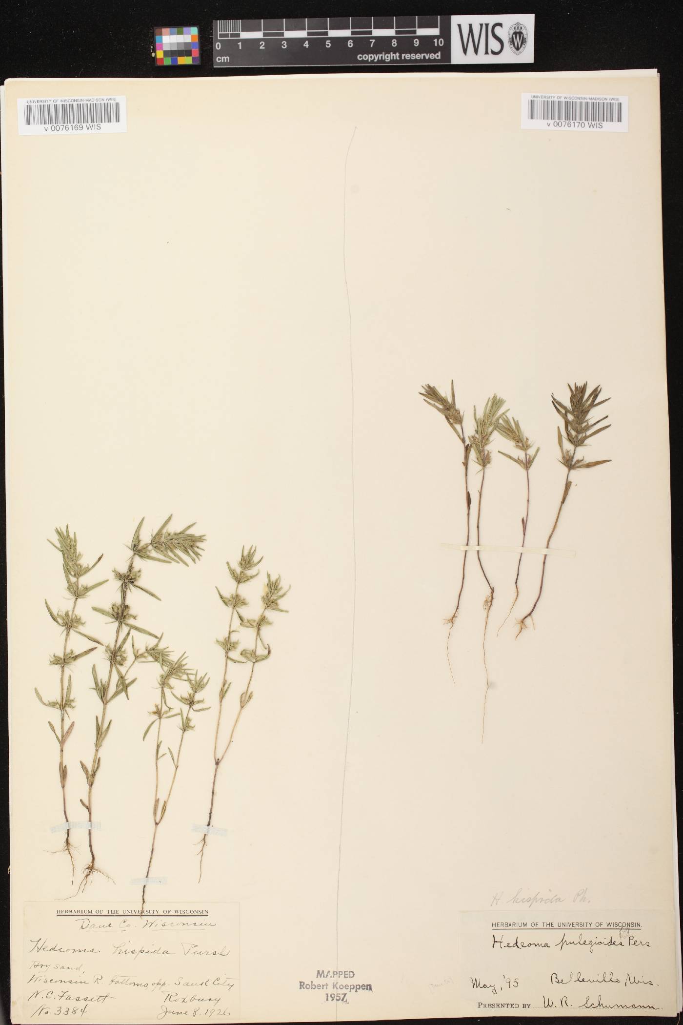 Hedeoma hispida image