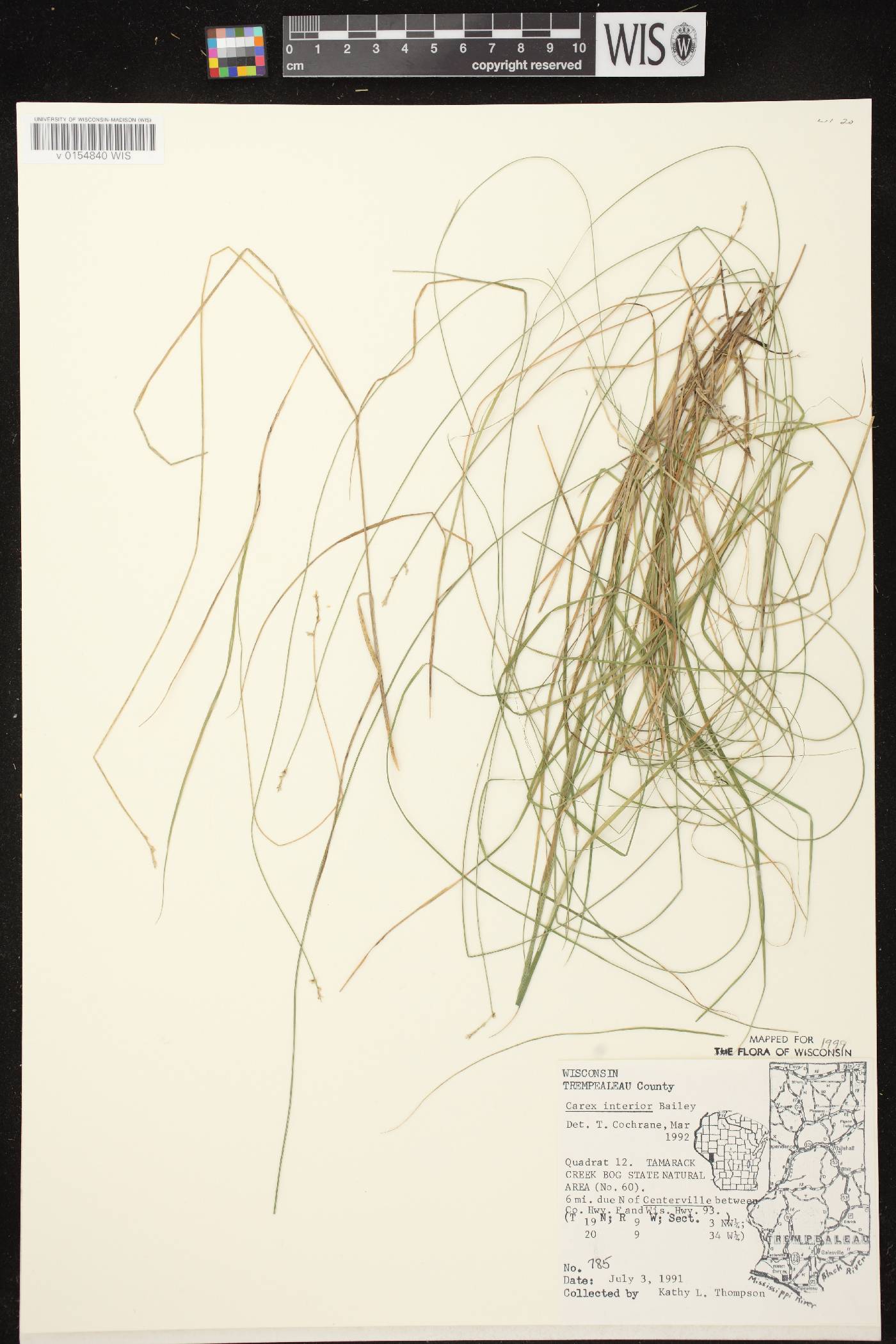 Carex interior image