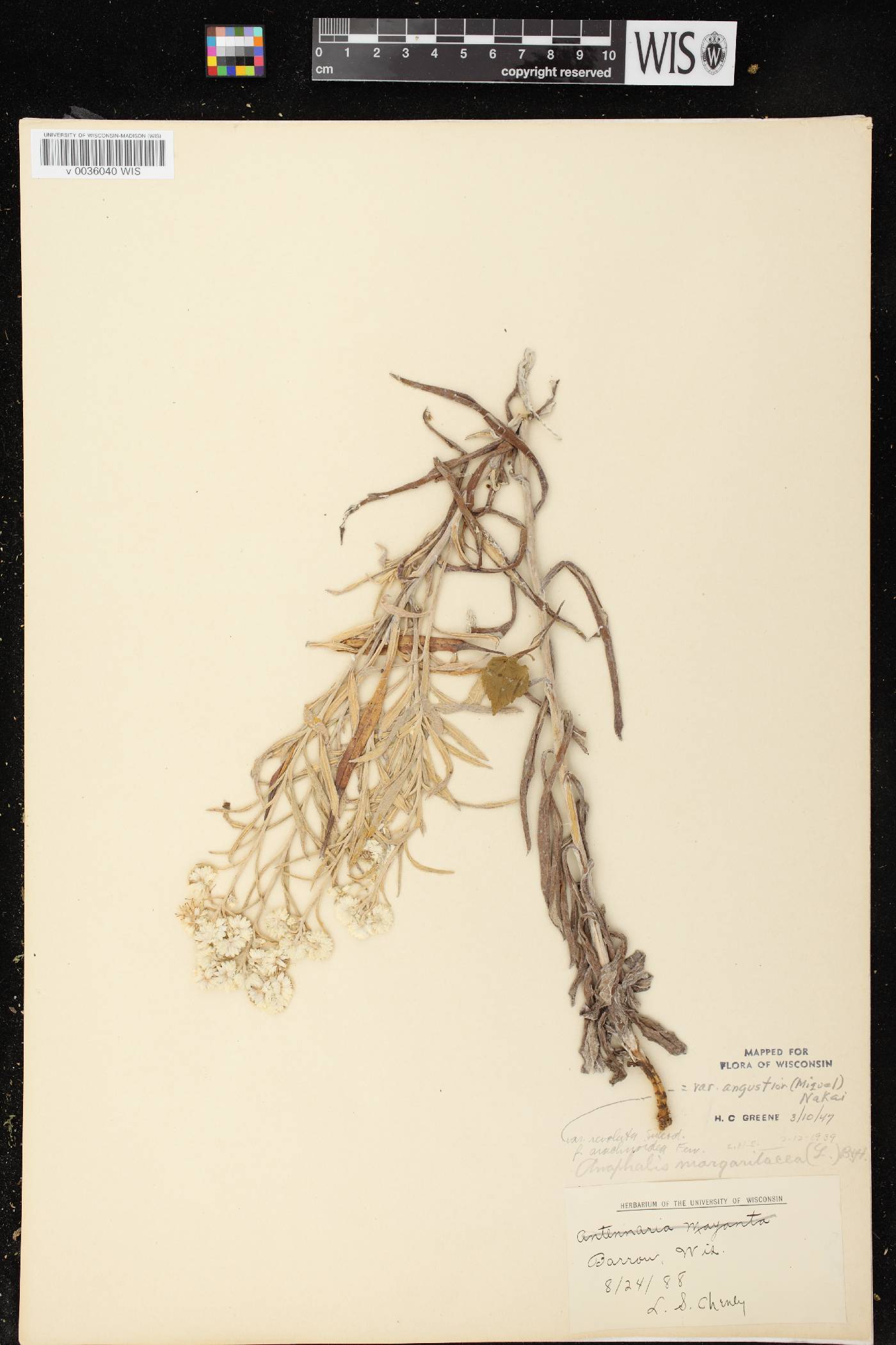 Anaphalis margaritacea image