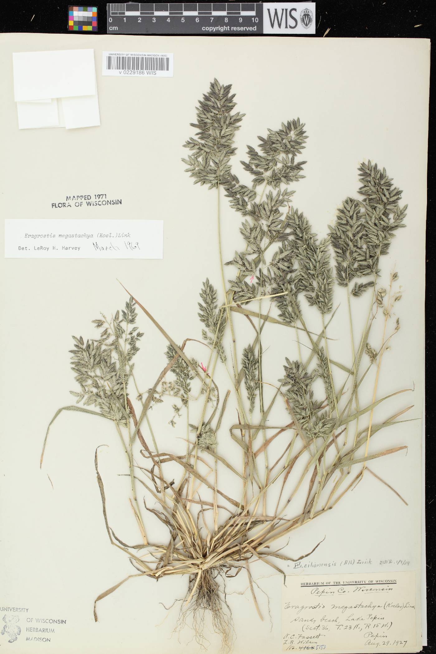 Eragrostis cilianensis image