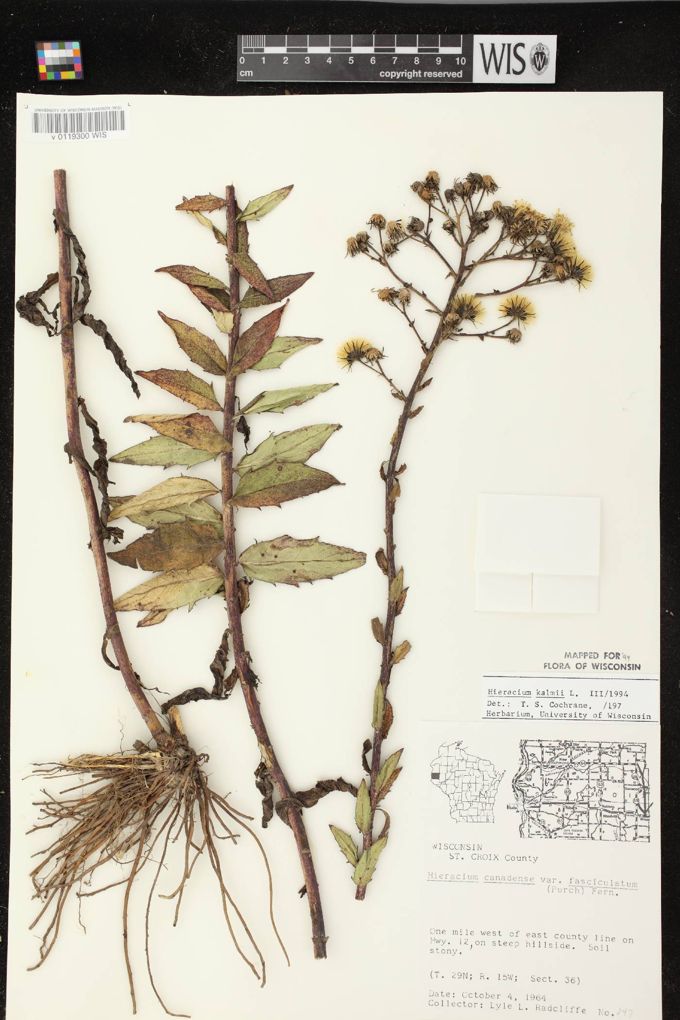 Hieracium umbellatum image