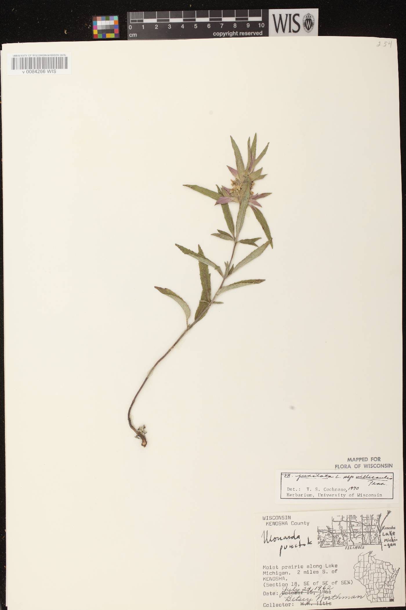 Monarda punctata var. villicaulis image