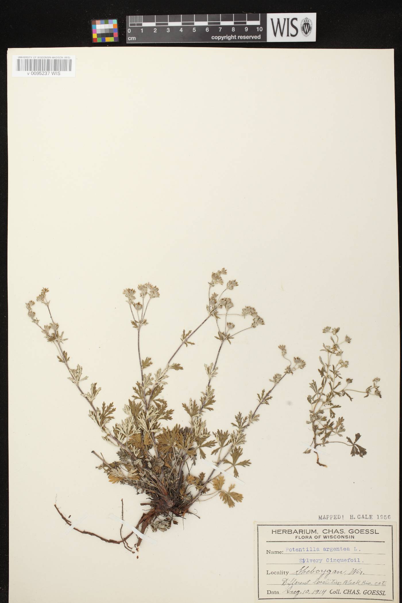 Potentilla argentea image