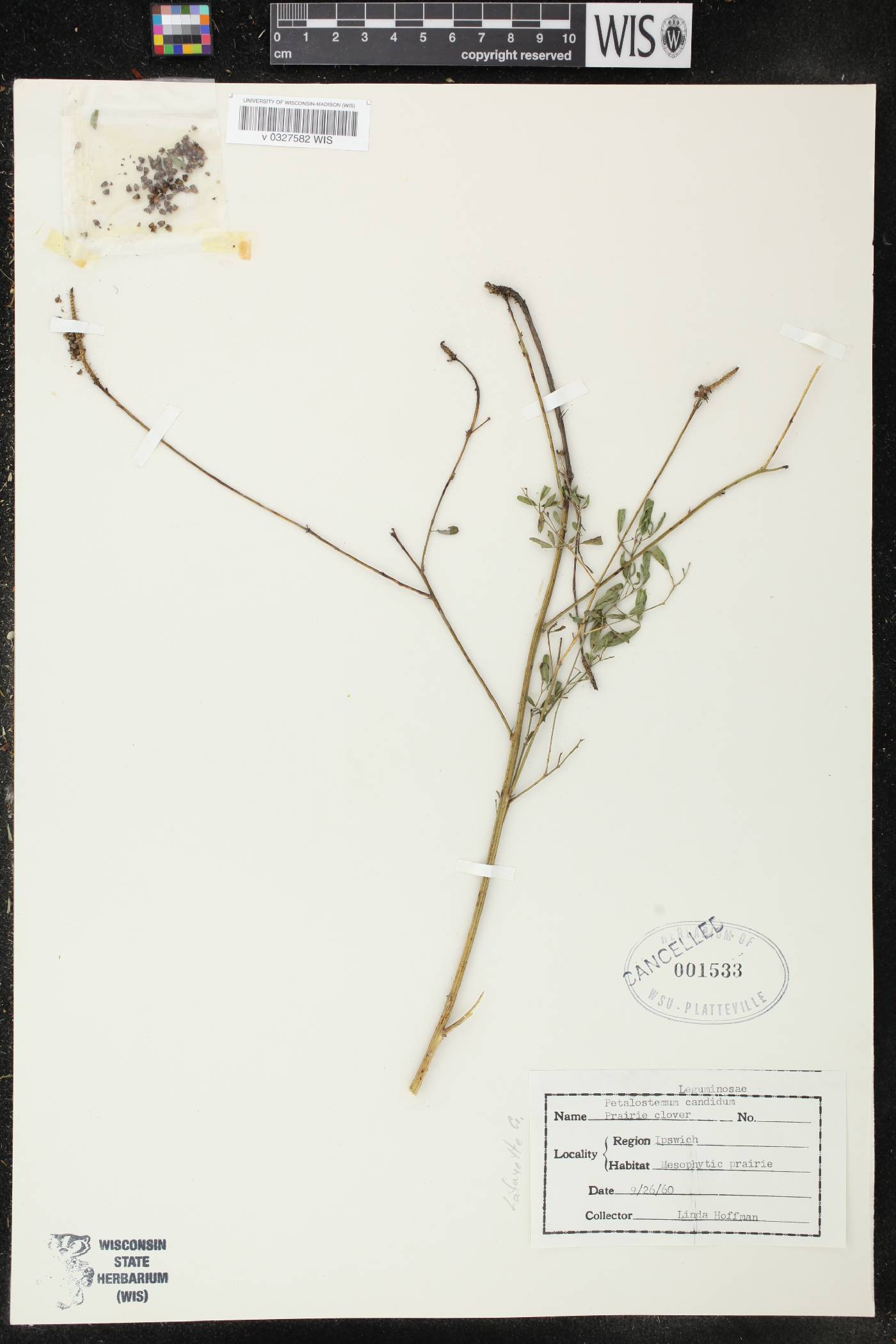 Dalea candida image