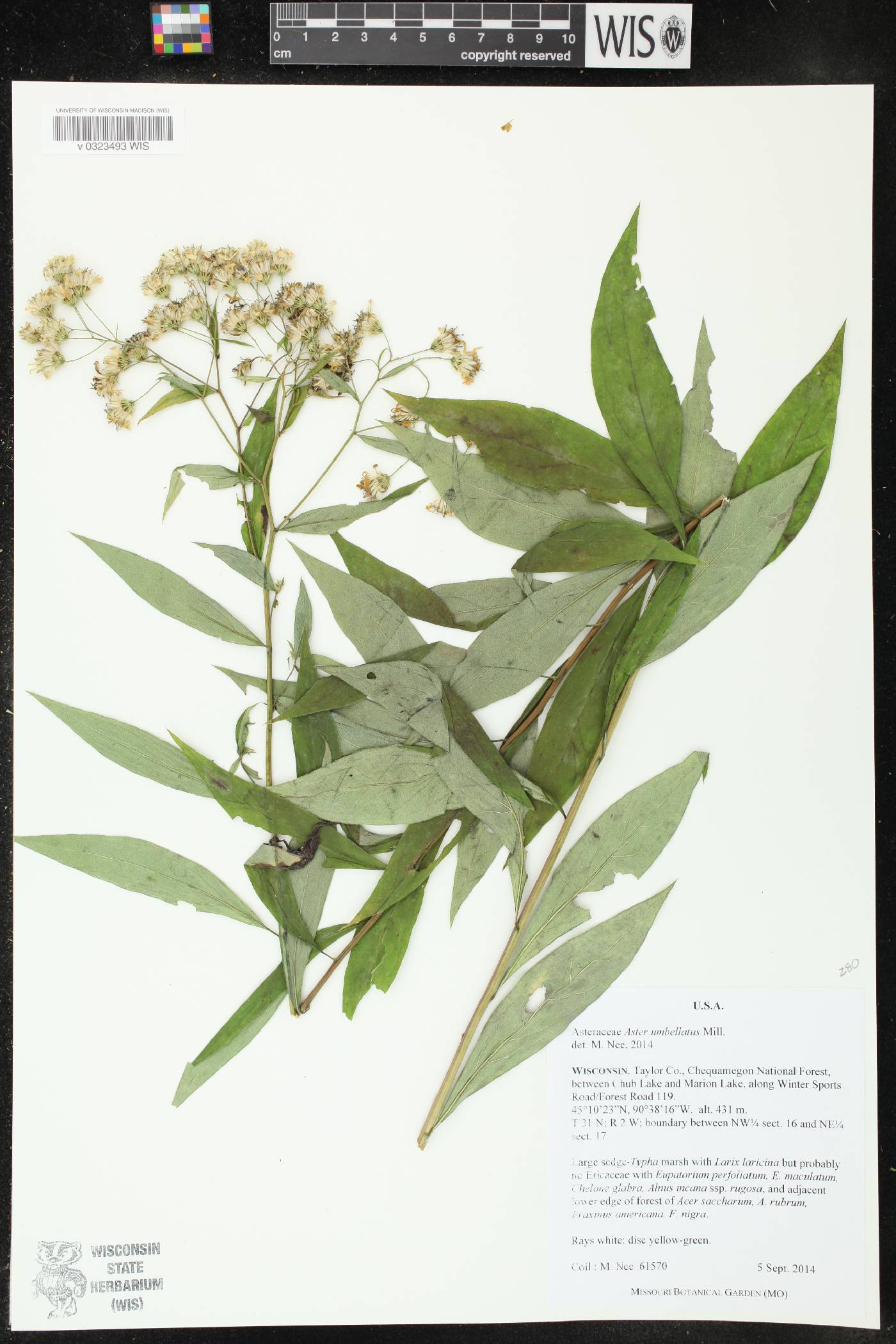 Doellingeria umbellata image