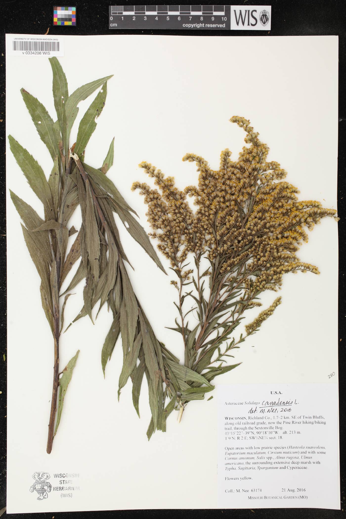 Solidago canadensis image