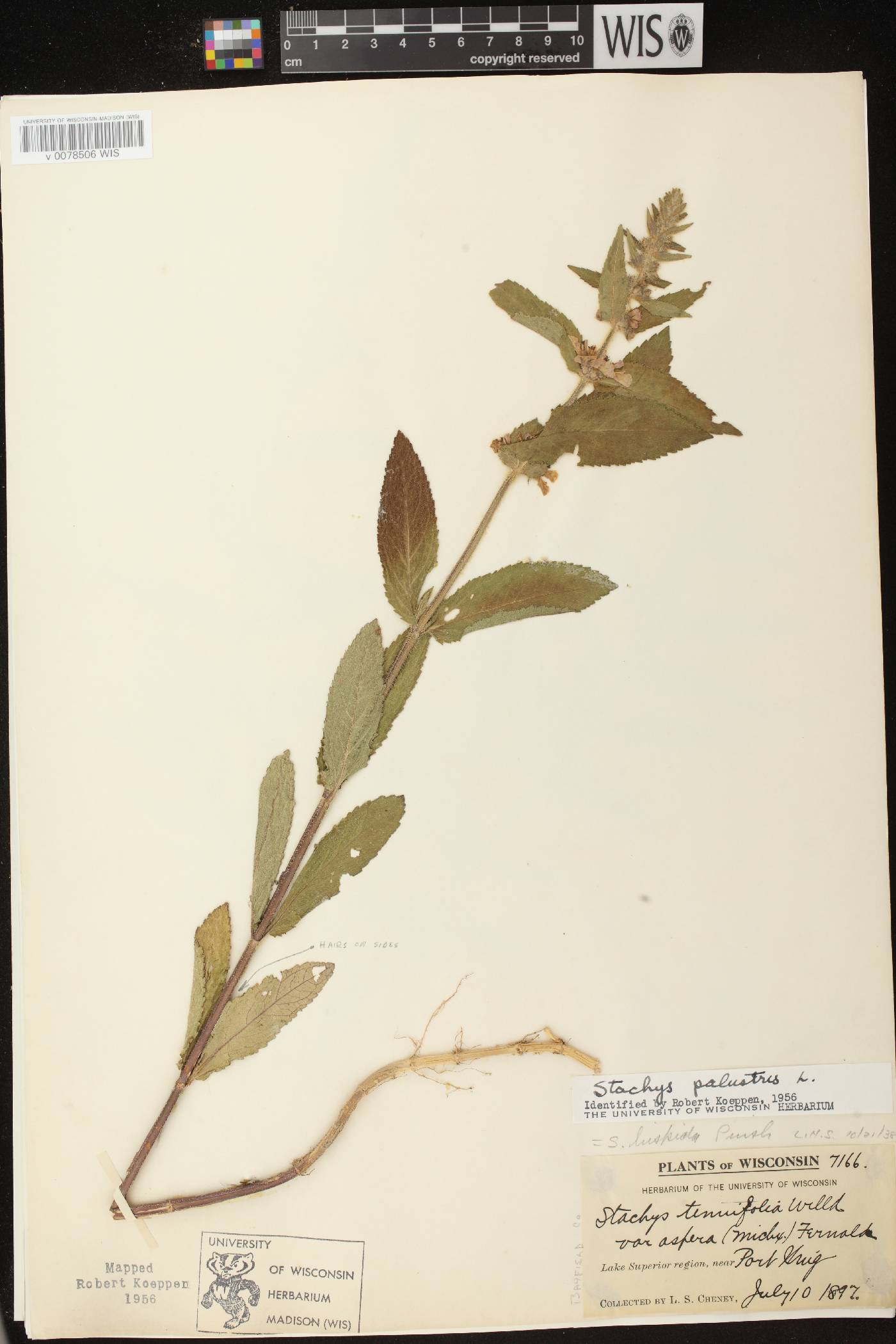 Stachys palustris image